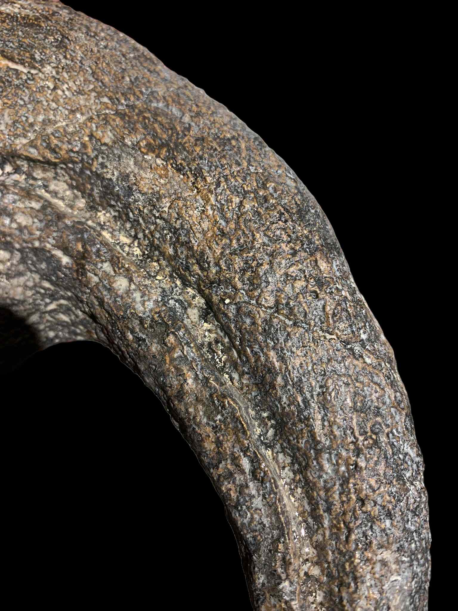 Allosaurus Claw - Image 3