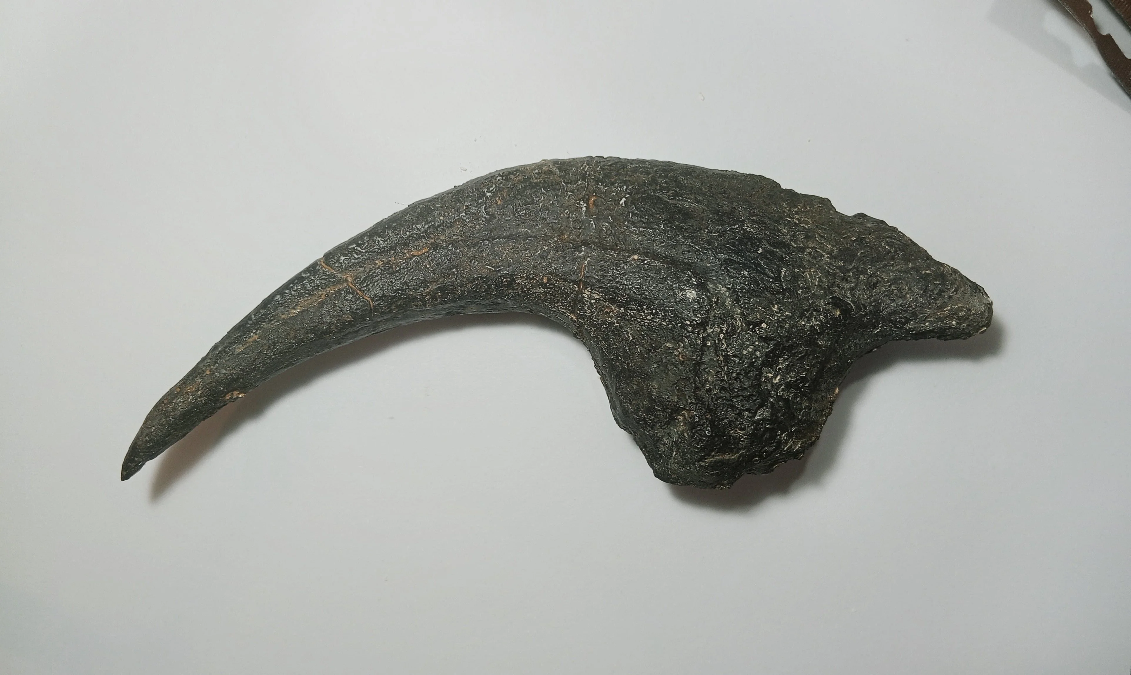 Allosaurus Claw Cast