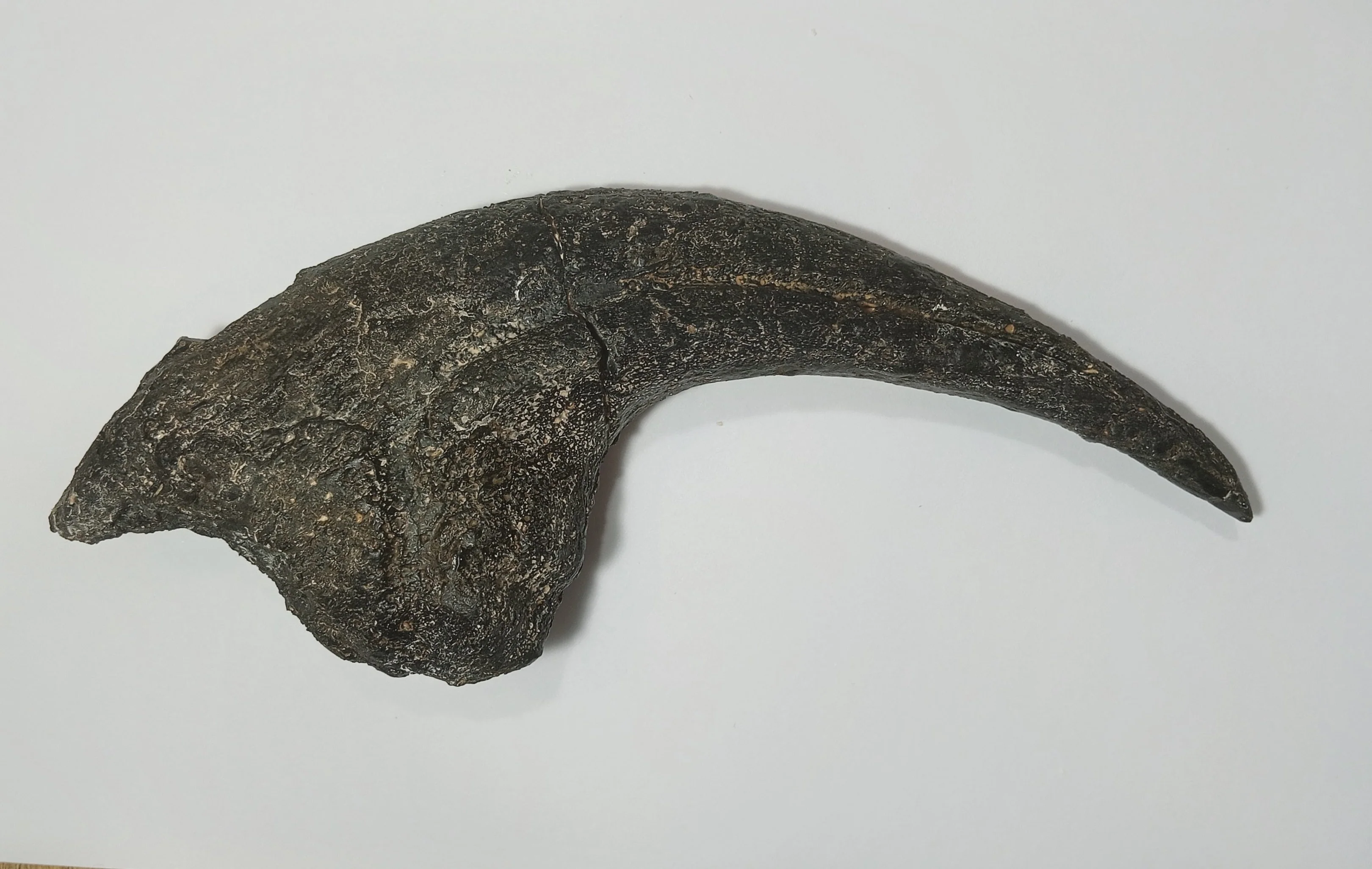Allosaurus Claw Cast - Image 2