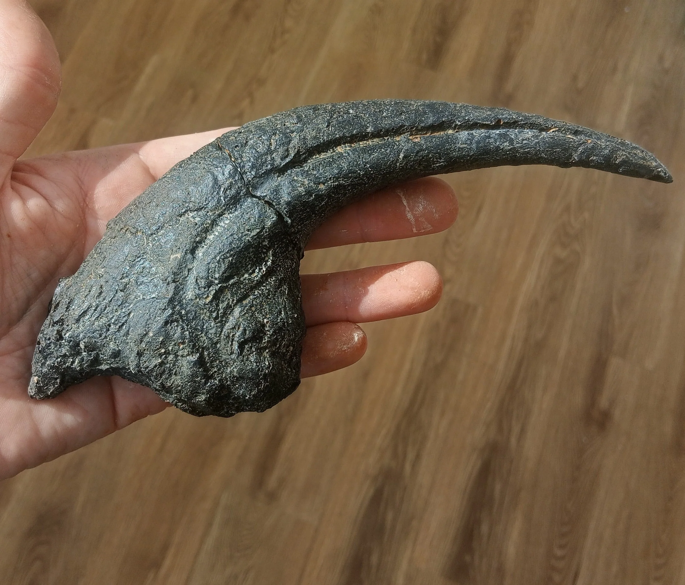 Allosaurus Claw Cast - Image 3