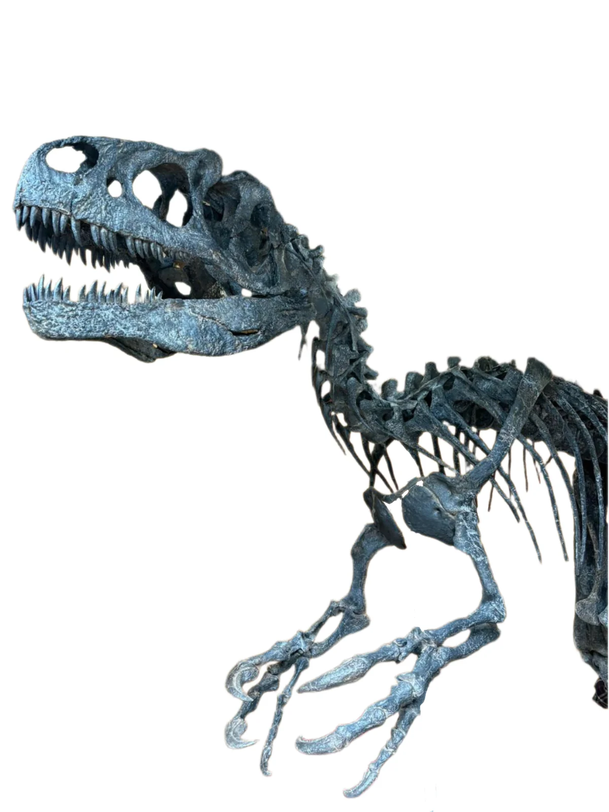 Scale Model Skeletons & Skulls