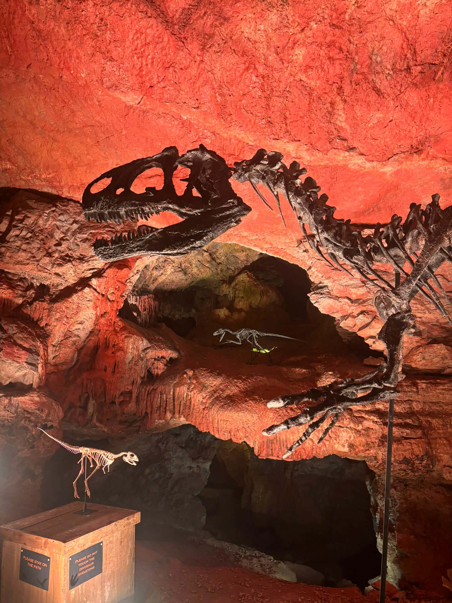Allosaurus fragilis Skull 1:10 scale - Image 3