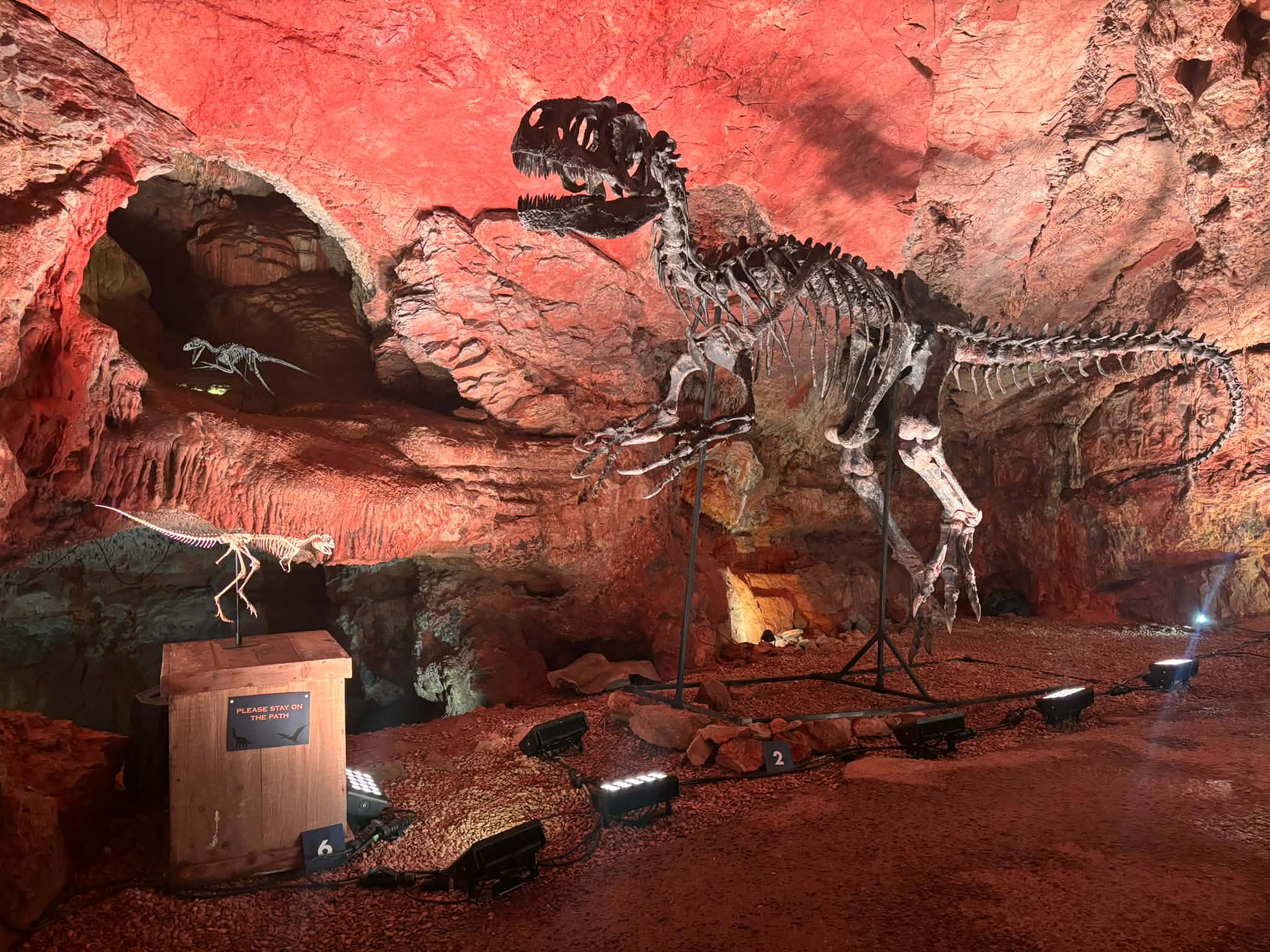 Allosaurus fragilis Skull 1:10 scale - Image 4