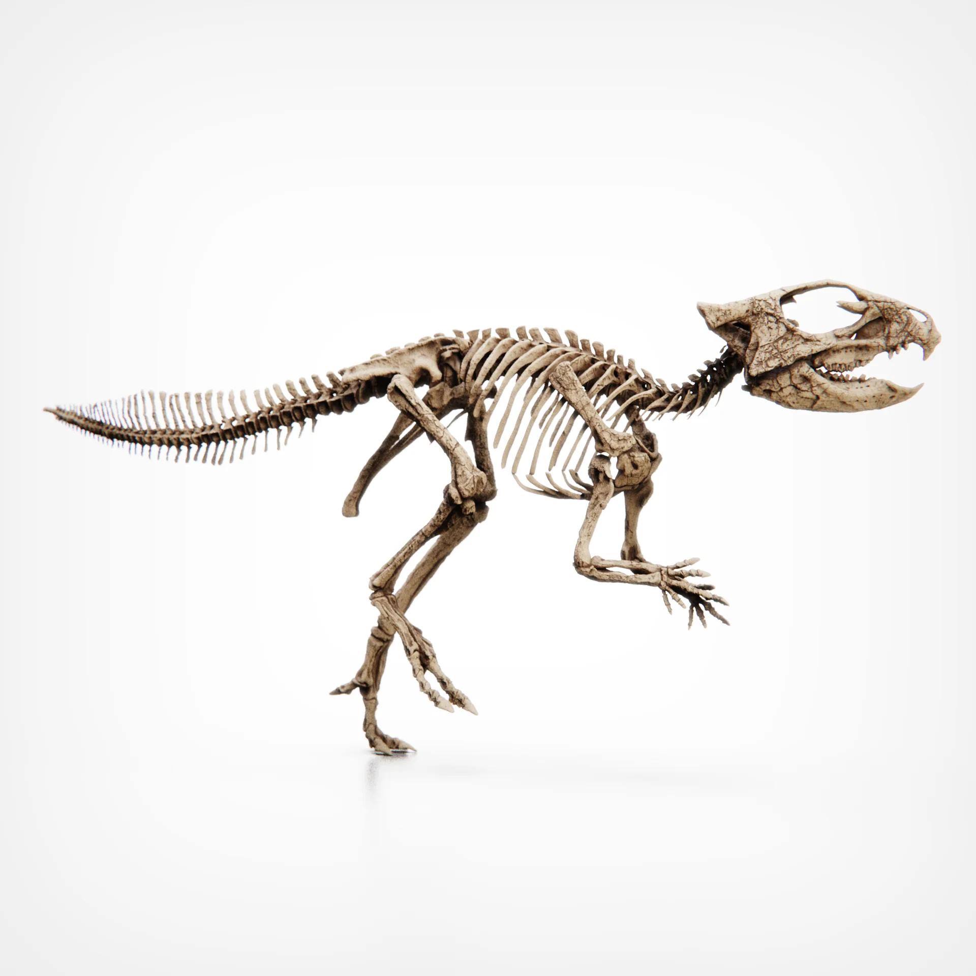 Aquilops Americanus - Image 3