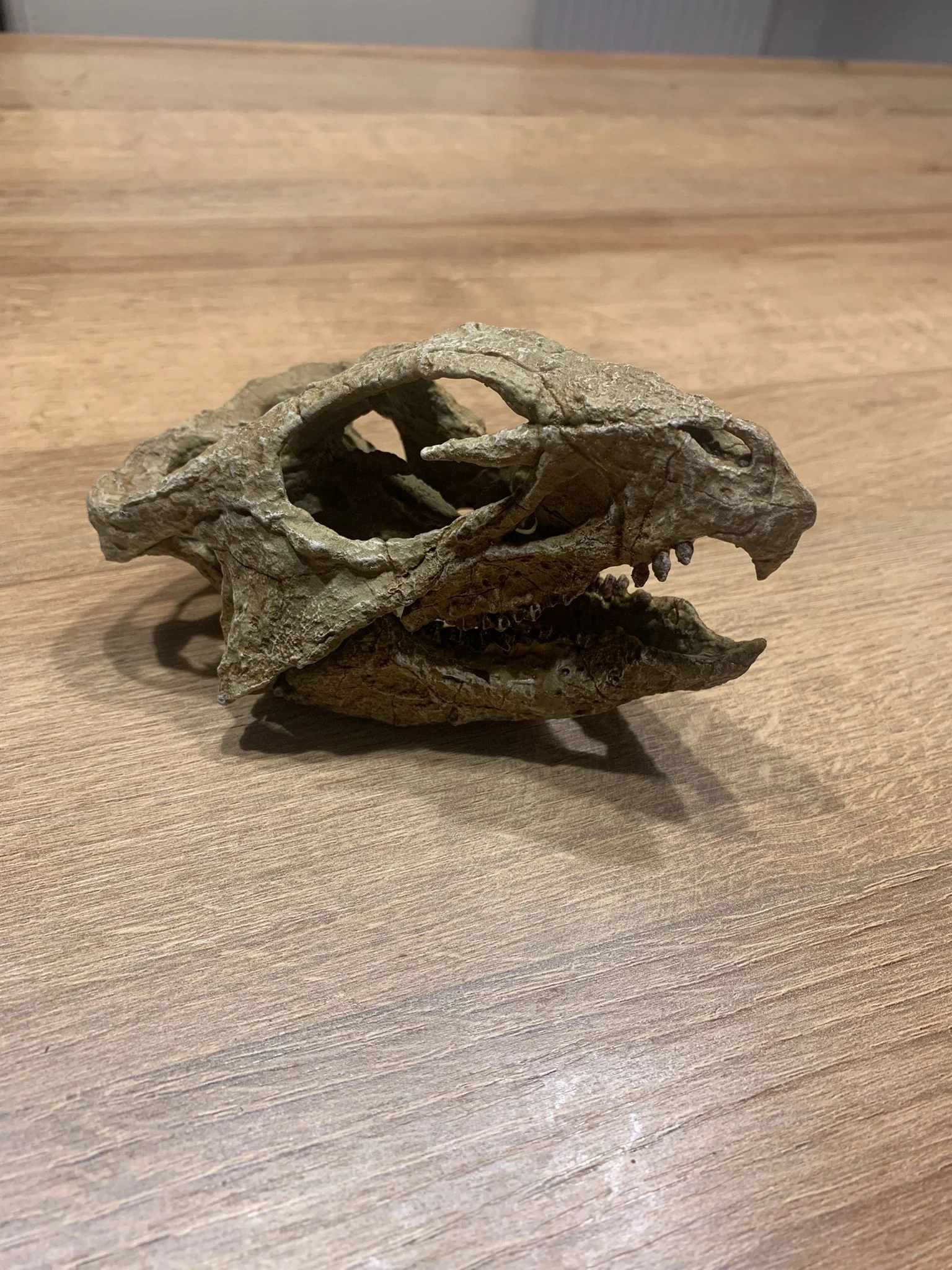 Aquilops Americanus Skull - Image 5
