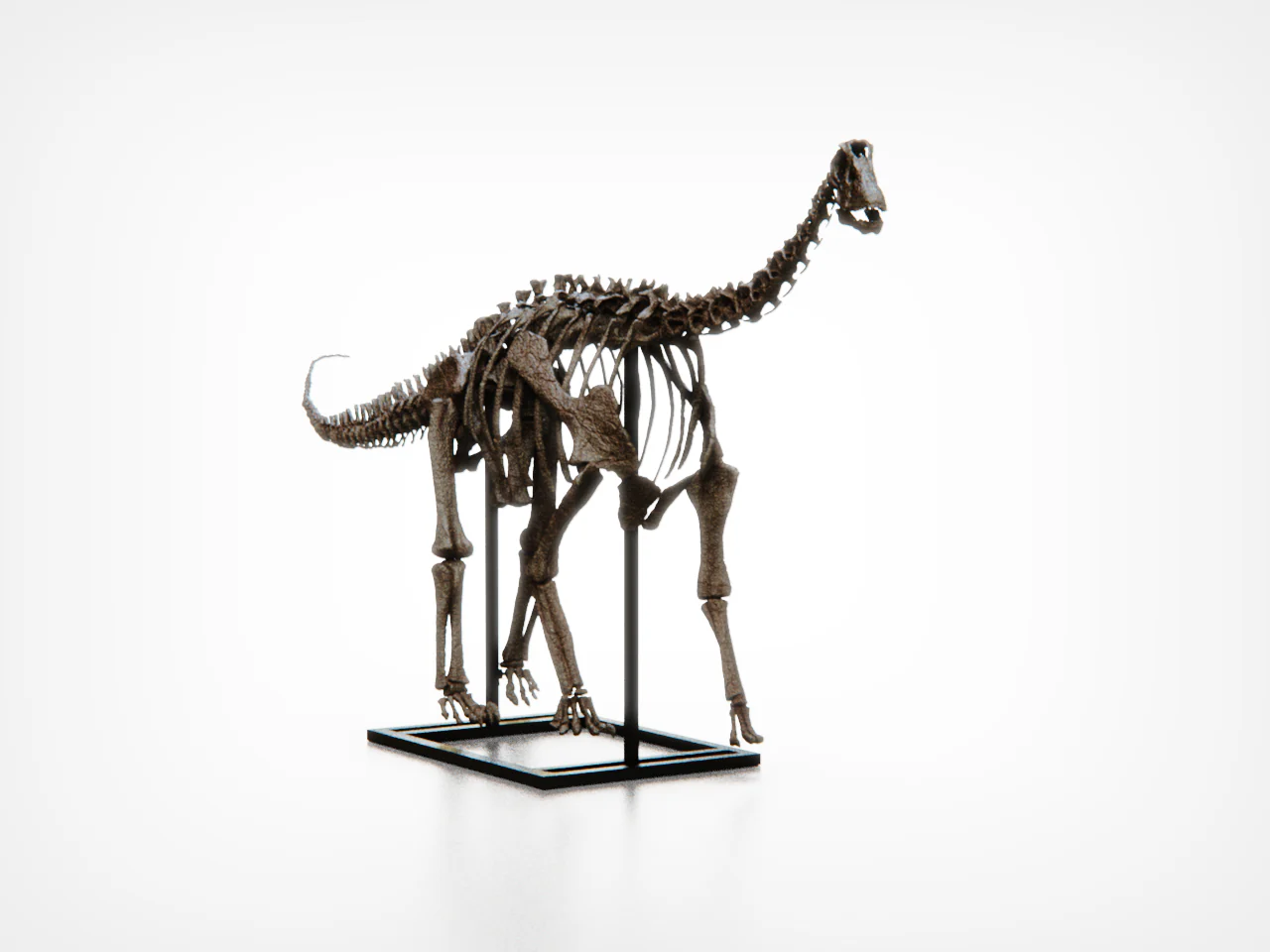 Baby Diplodocid - Image 3
