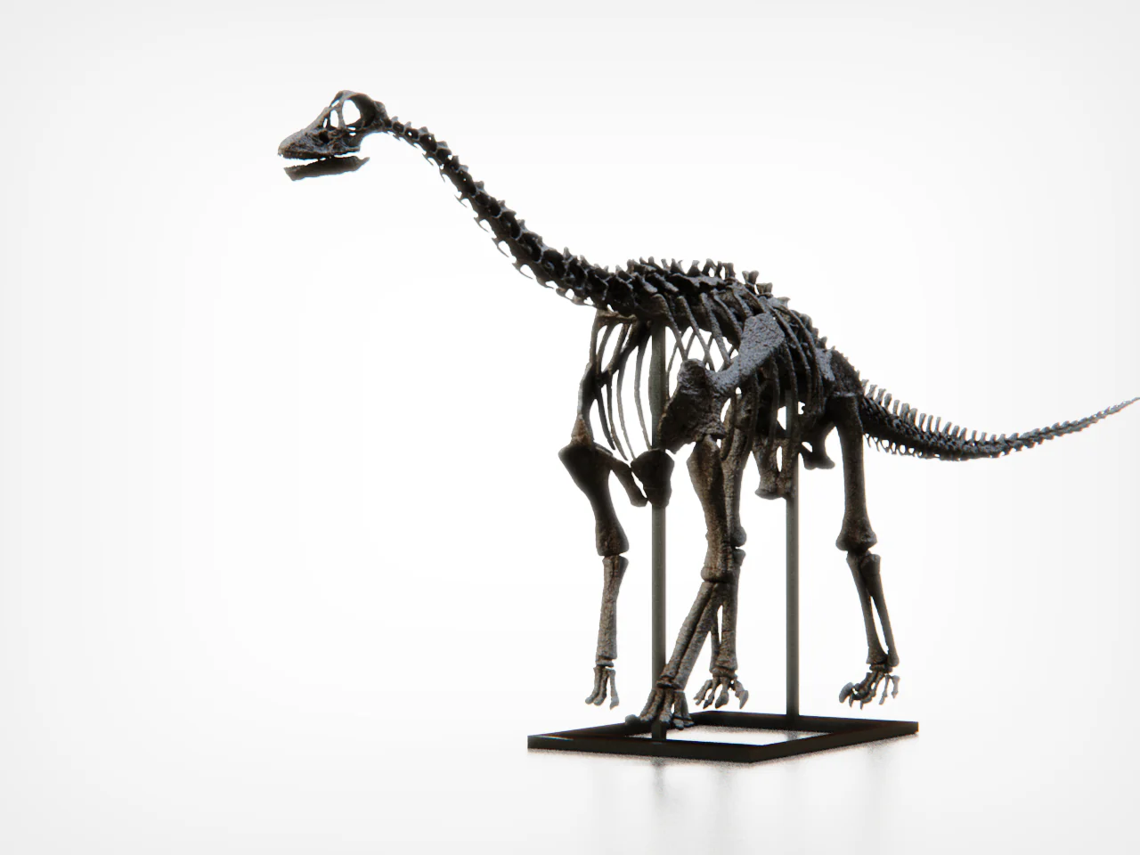Baby Diplodocid - Image 4