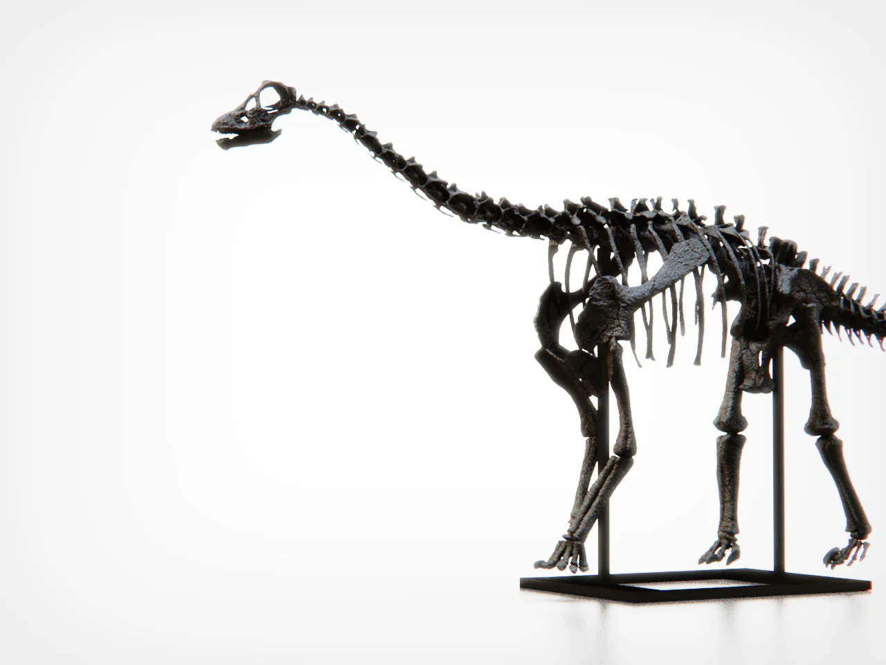 Baby Diplodocid - Image 5