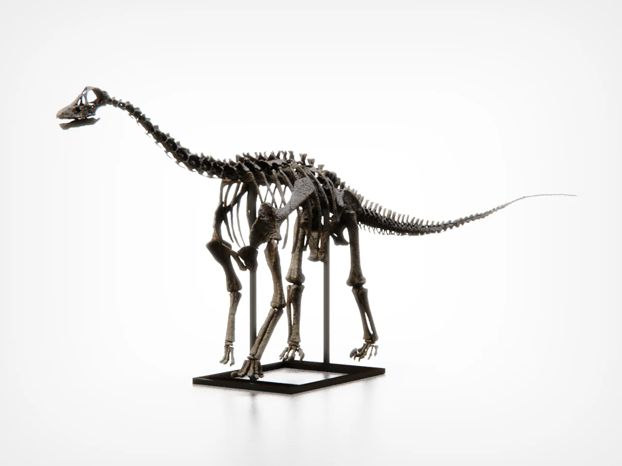 Baby Diplodocid - Image 6