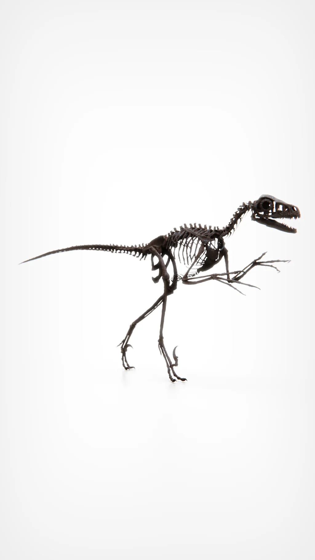 Bambiraptor feinbergi - Dromaeosaurid - Image 5