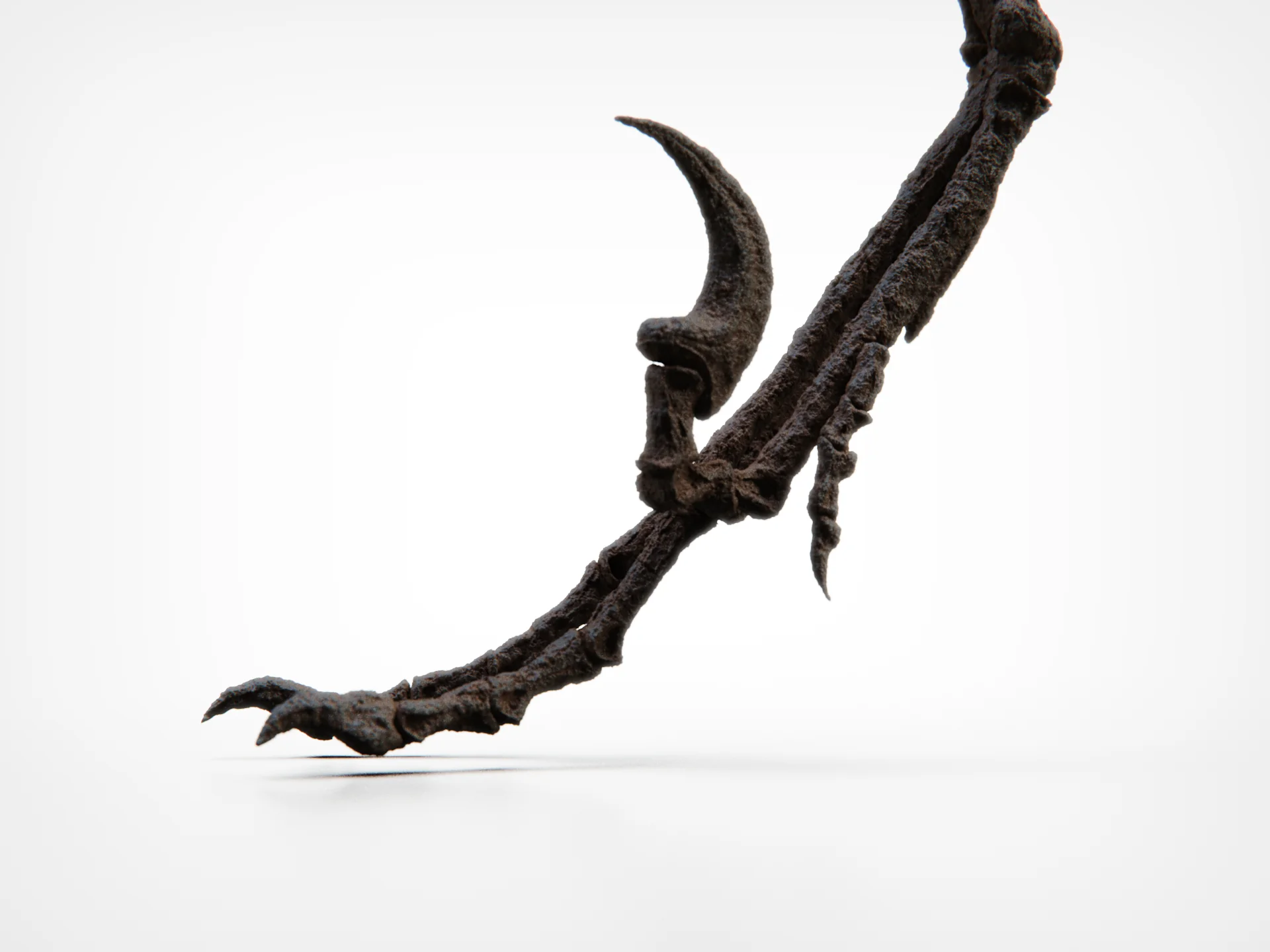 Bambiraptor feinbergi - Dromaeosaurid - Image 6