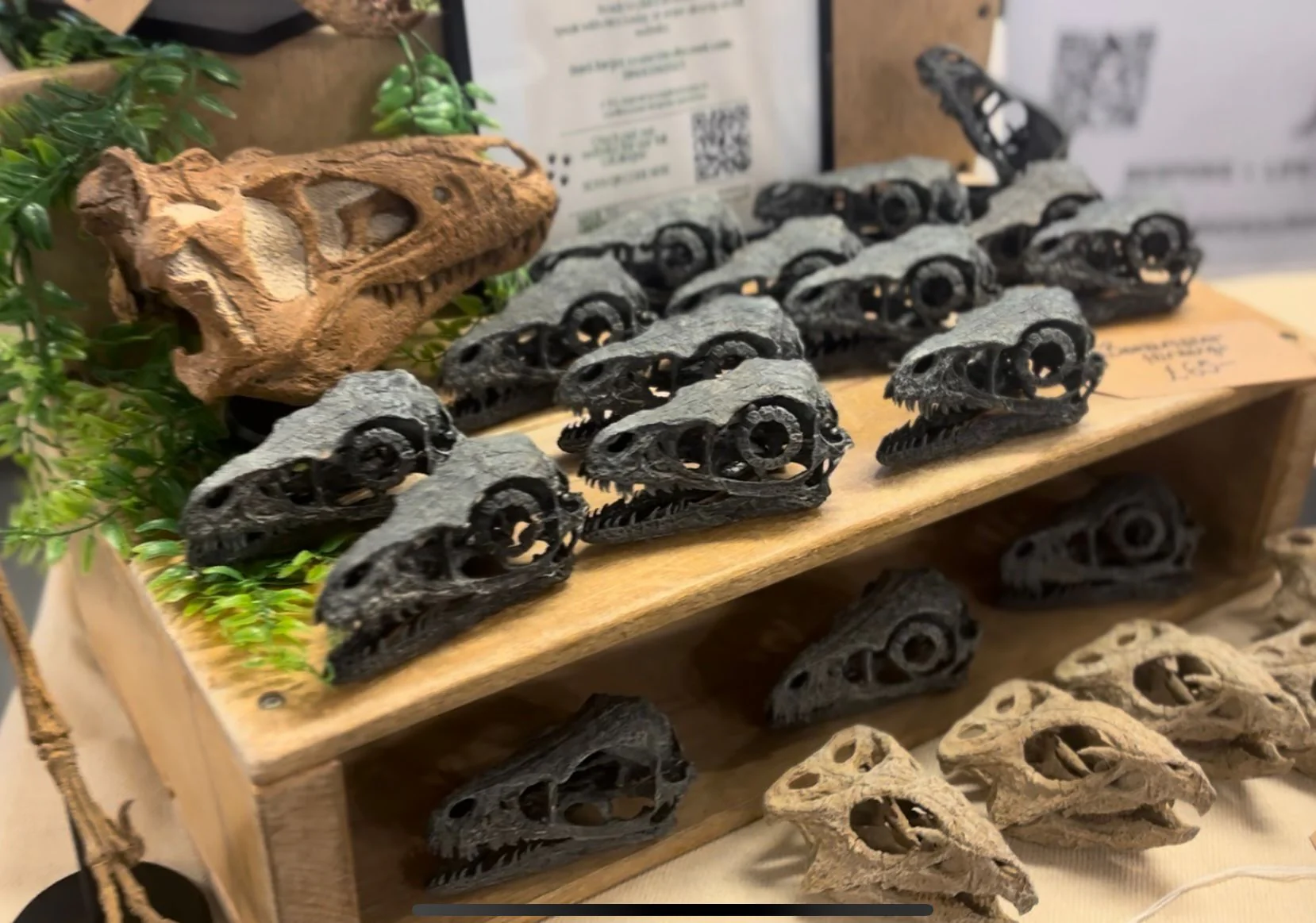 Bambiraptor Skull - Image 12