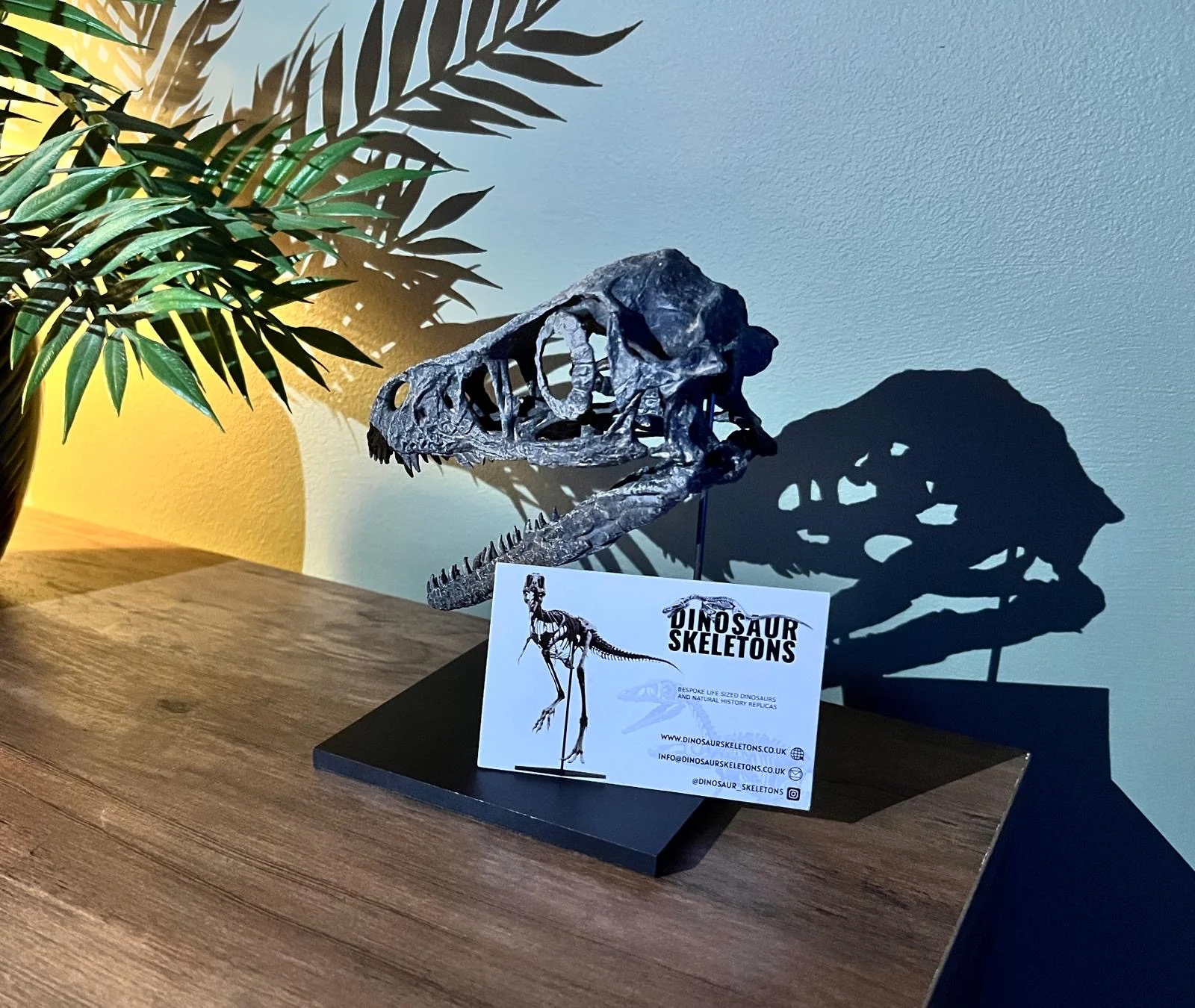 Bambiraptor Skull - Image 4