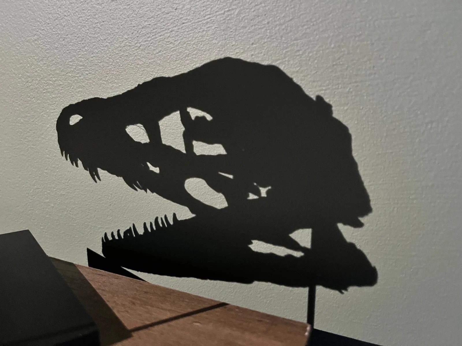 Bambiraptor Skull - Image 5