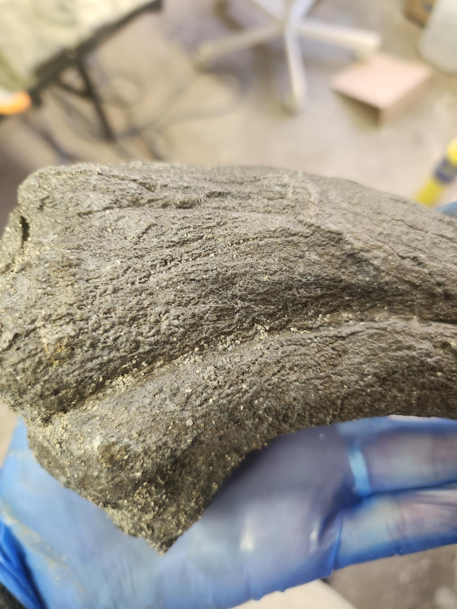 Baryonyx Walkeri Claw - Image 3