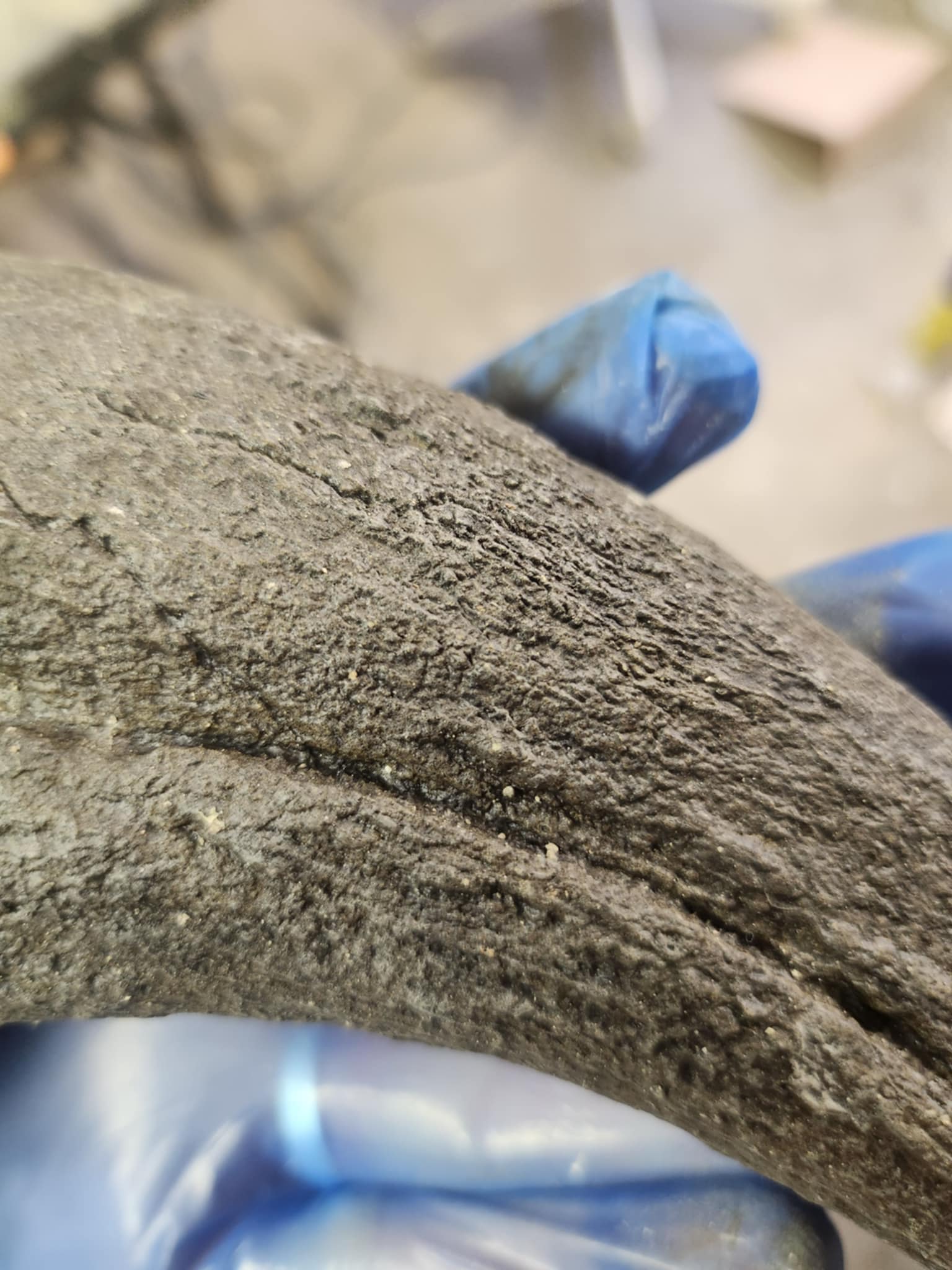 Baryonyx Walkeri Claw - Image 4