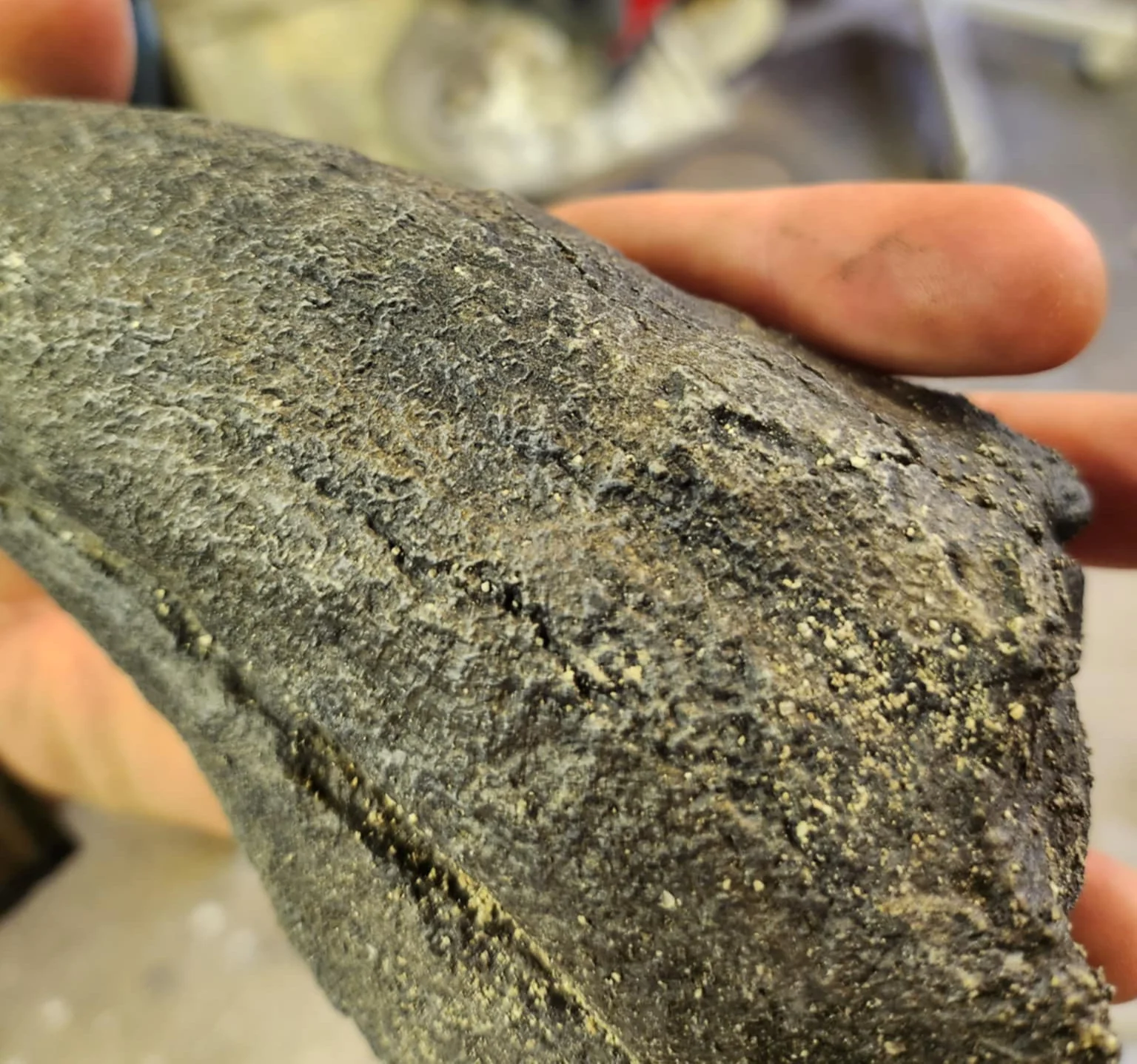 Baryonyx Walkeri Claw - Image 5