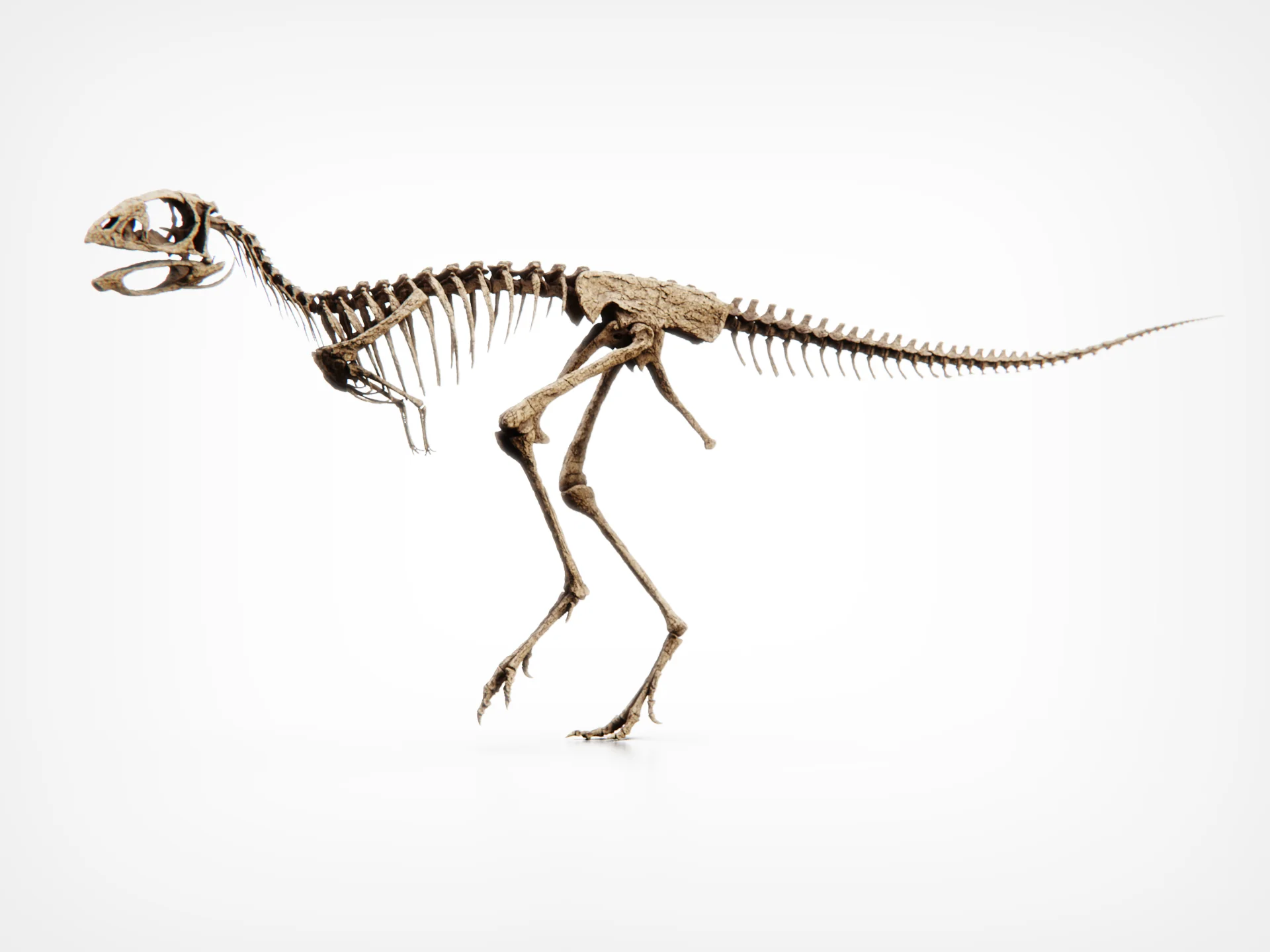 Berthasaura - Image 4