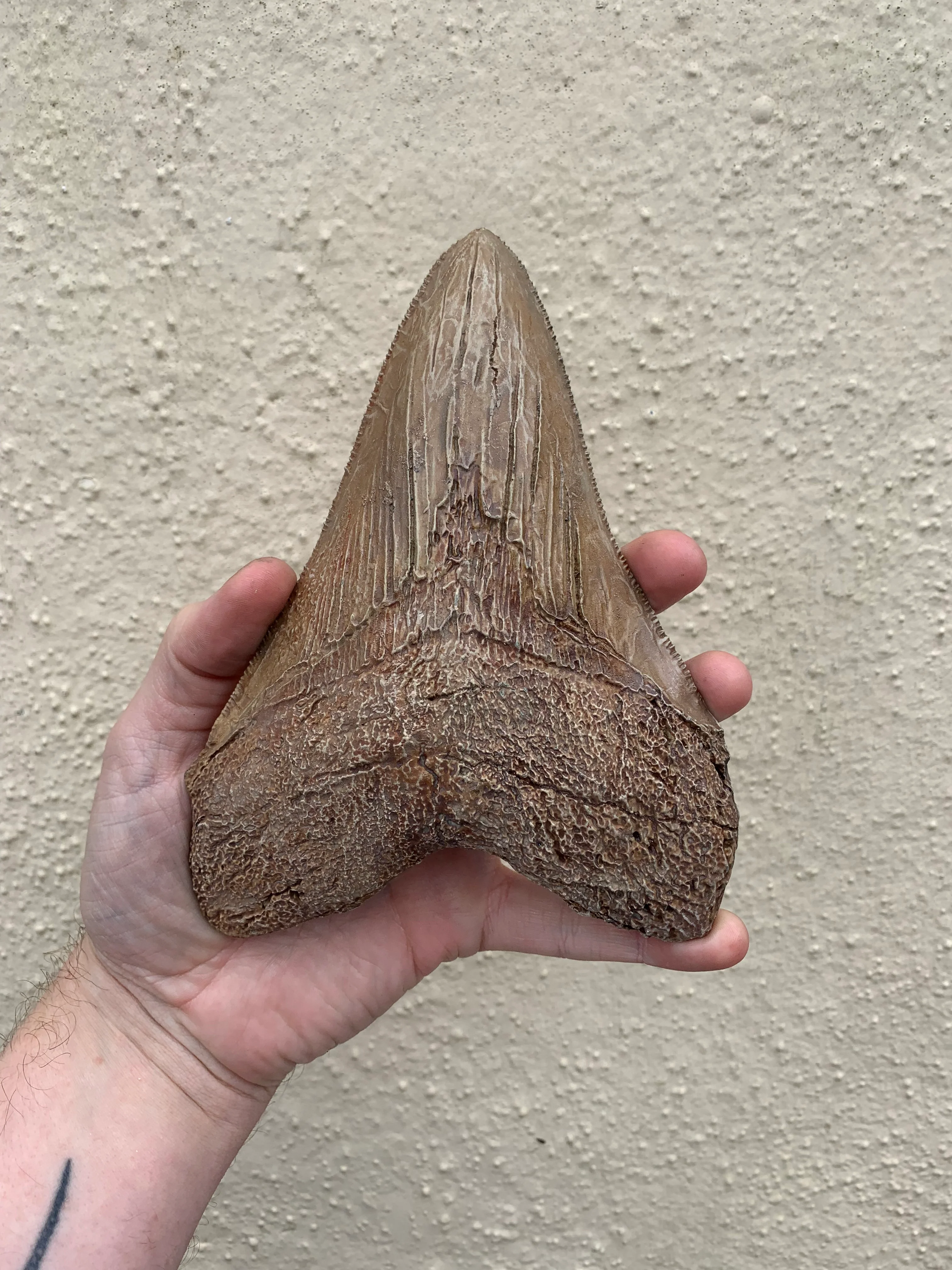 Brown Megalodon Tooth - Image 2