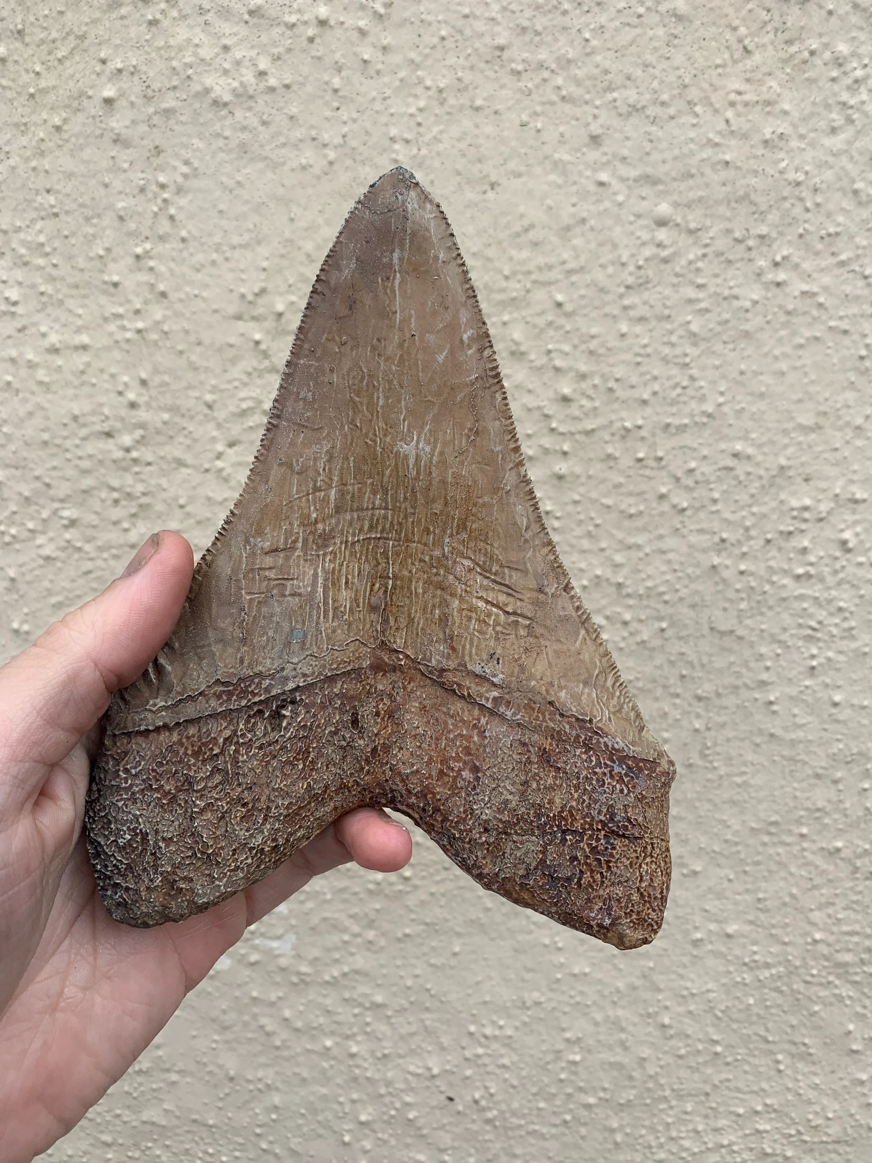 Brown Megalodon Tooth - Image 3