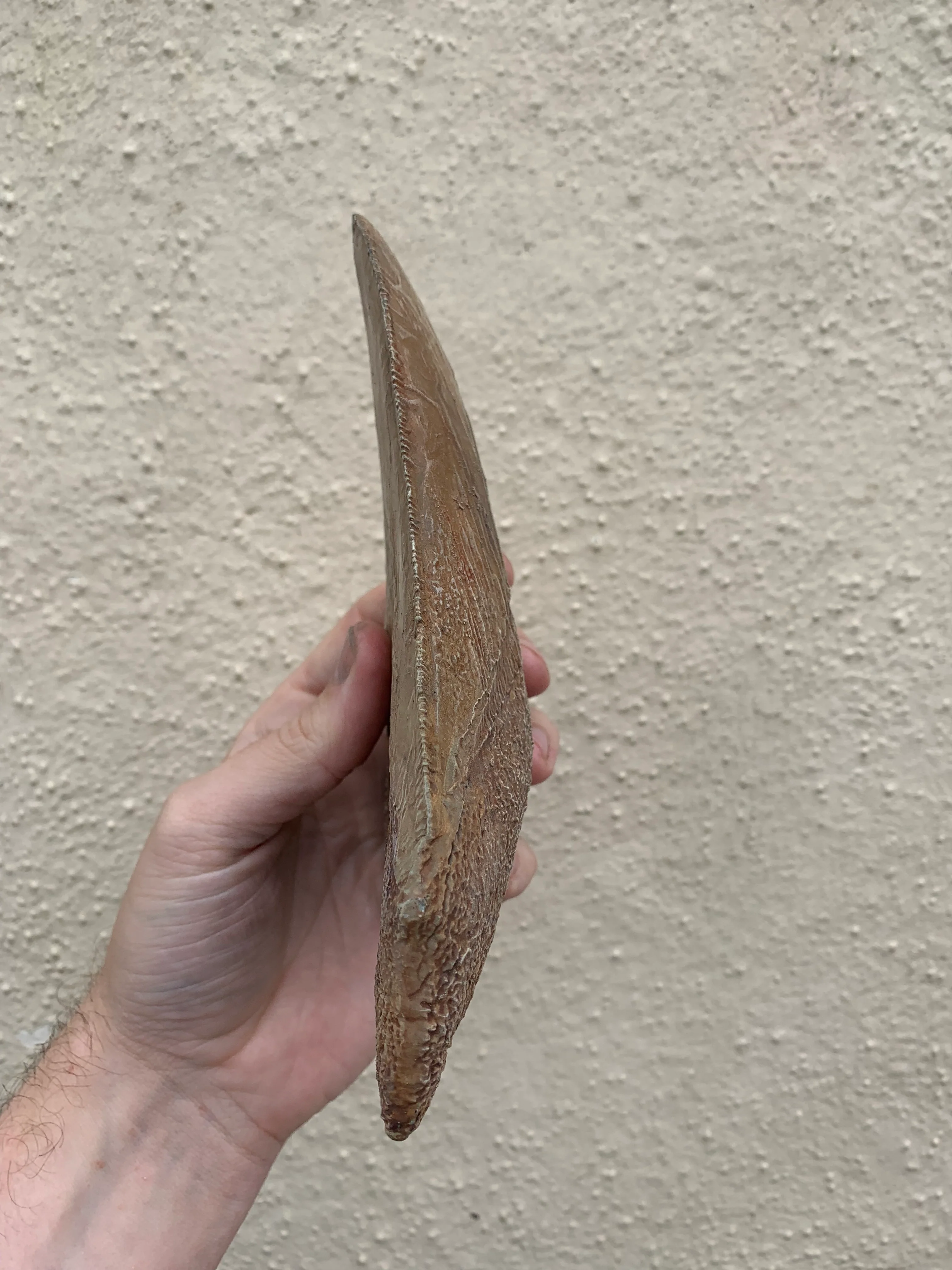 Brown Megalodon Tooth - Image 4
