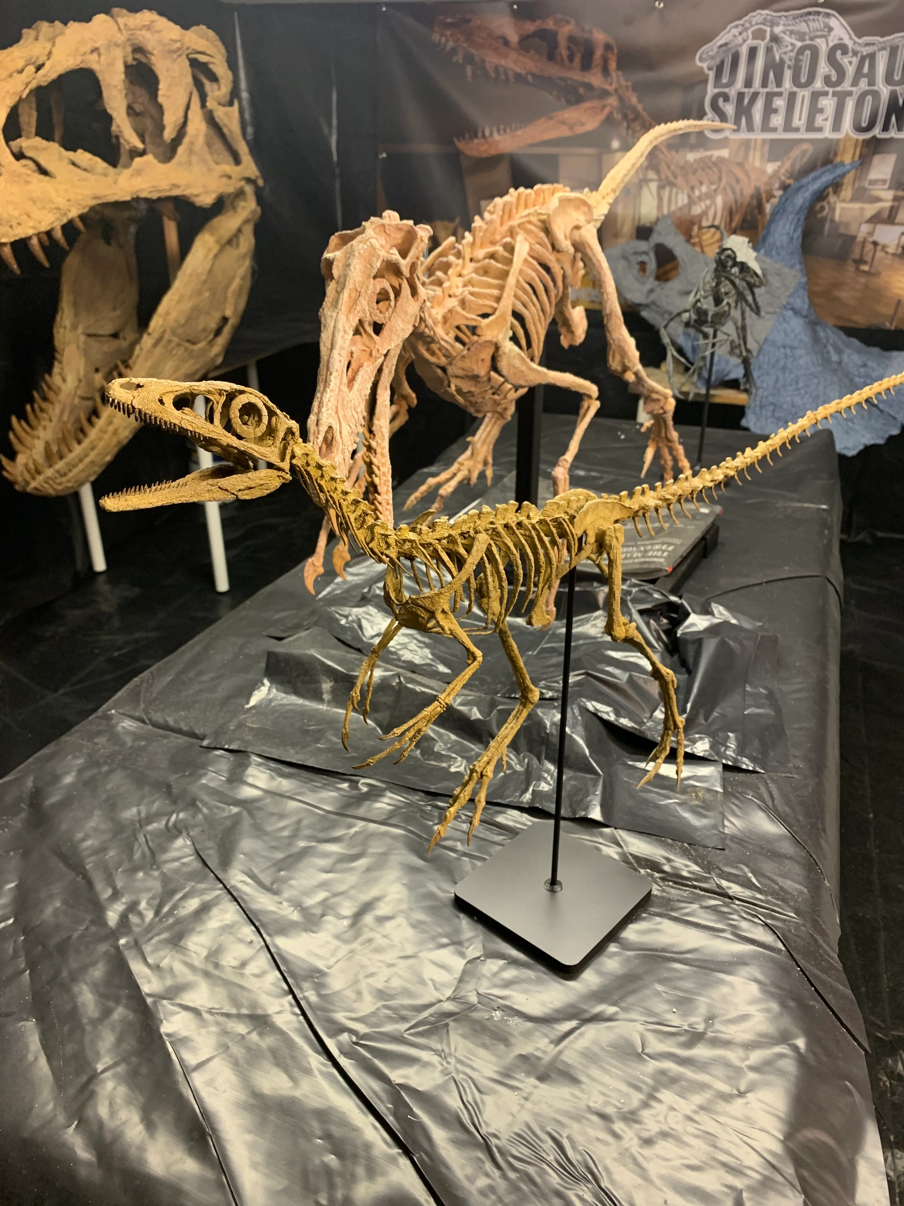 Compsognathus - Image 25