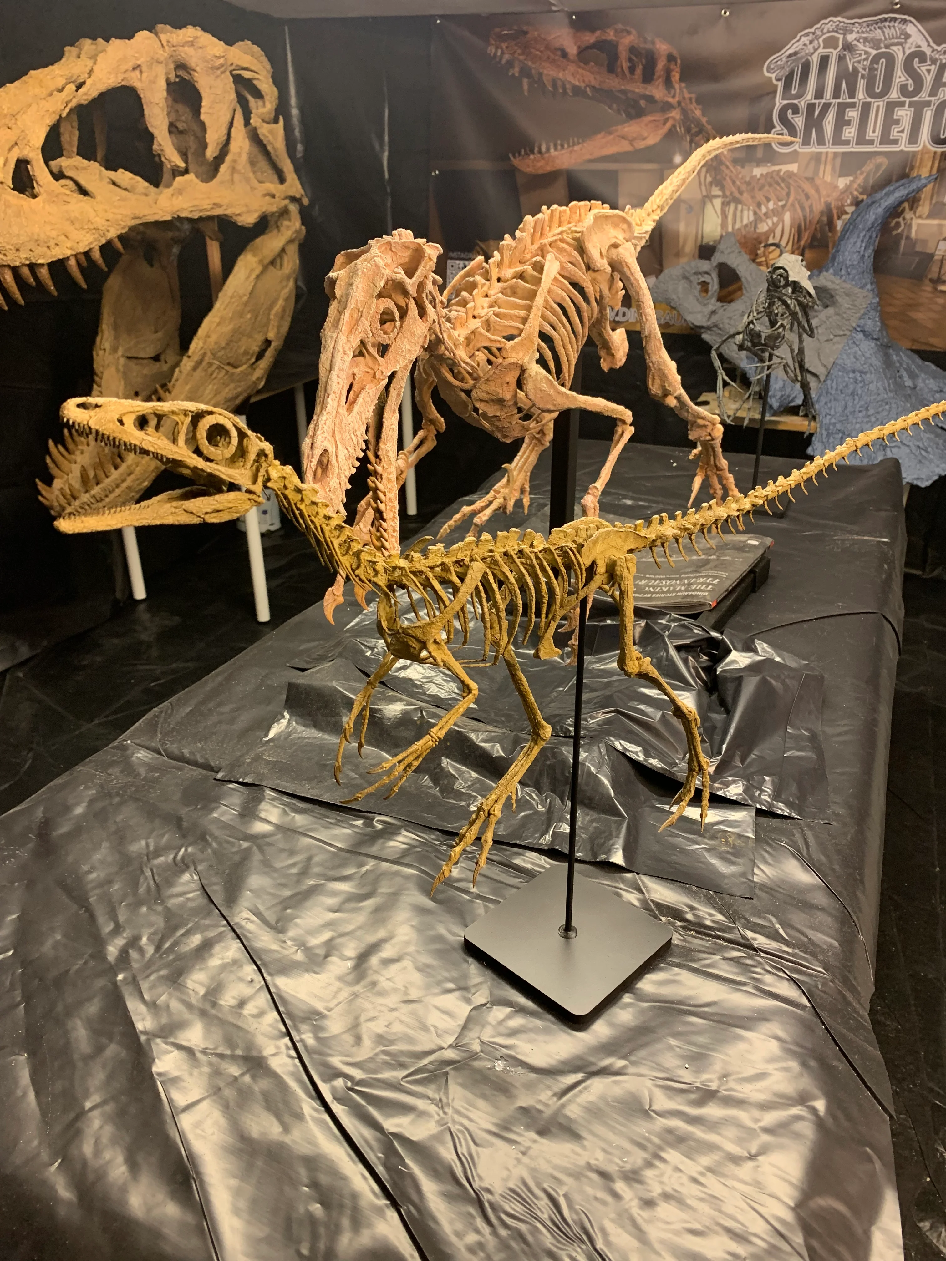 Compsognathus - Image 27