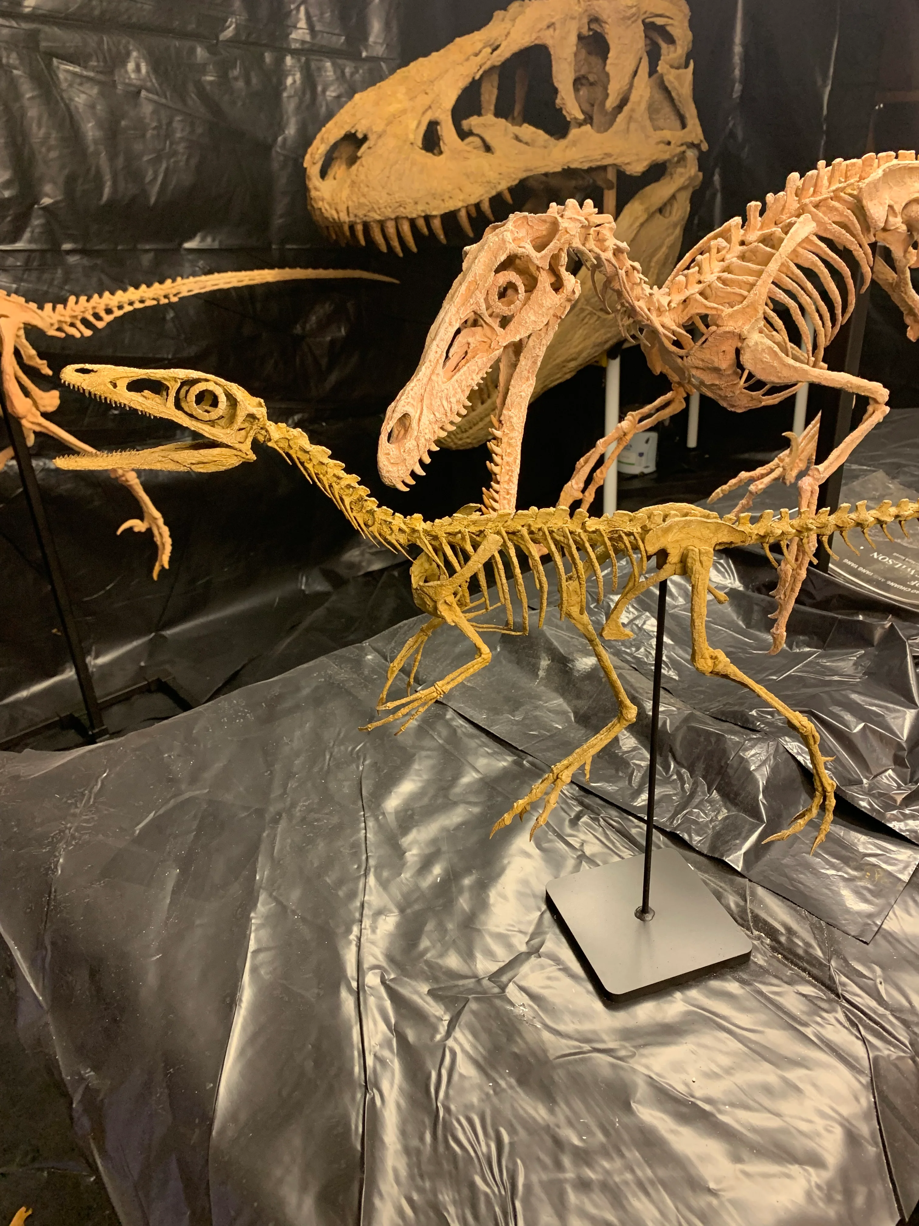 Compsognathus - Image 28