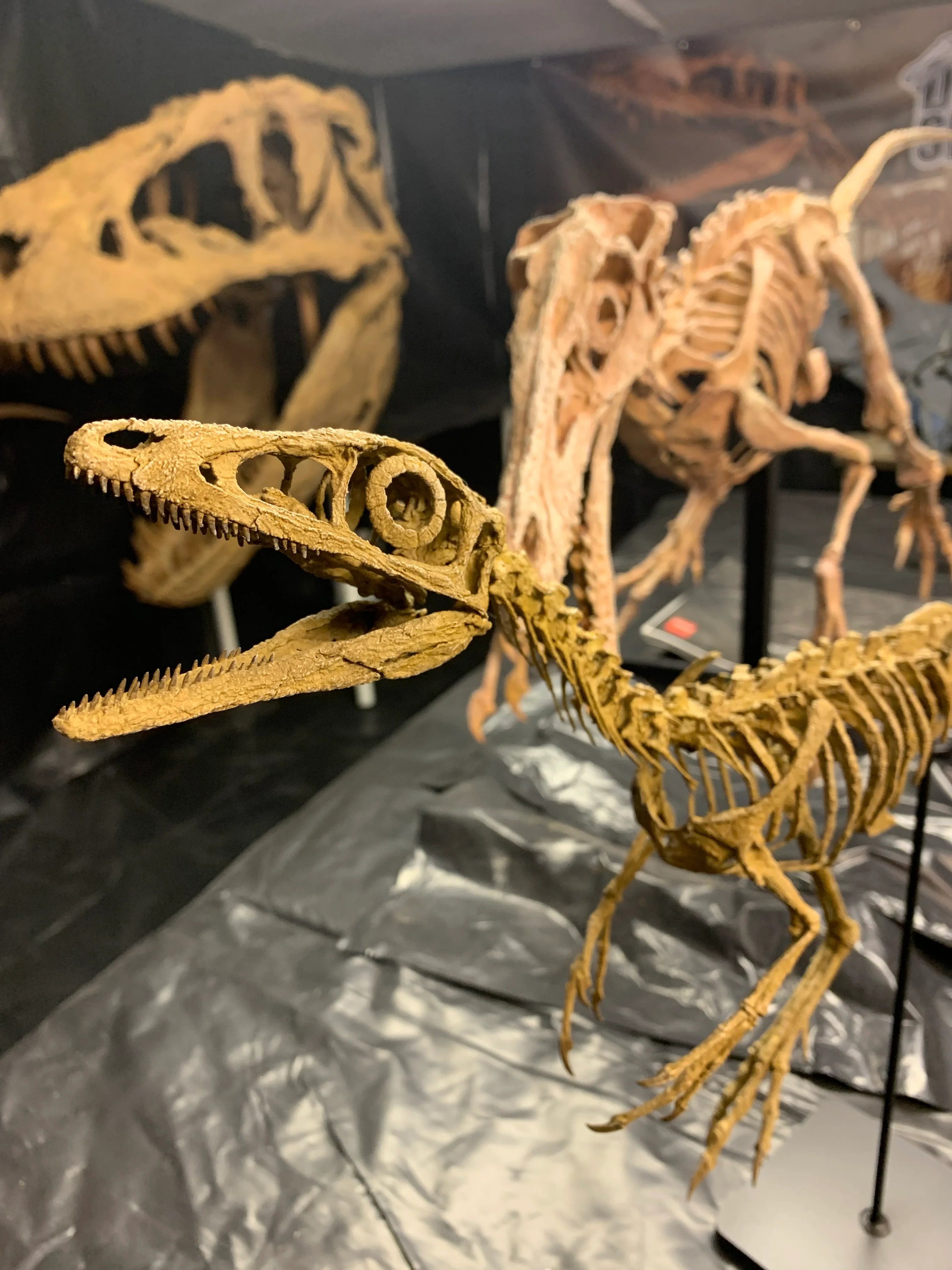 Compsognathus - Image 29