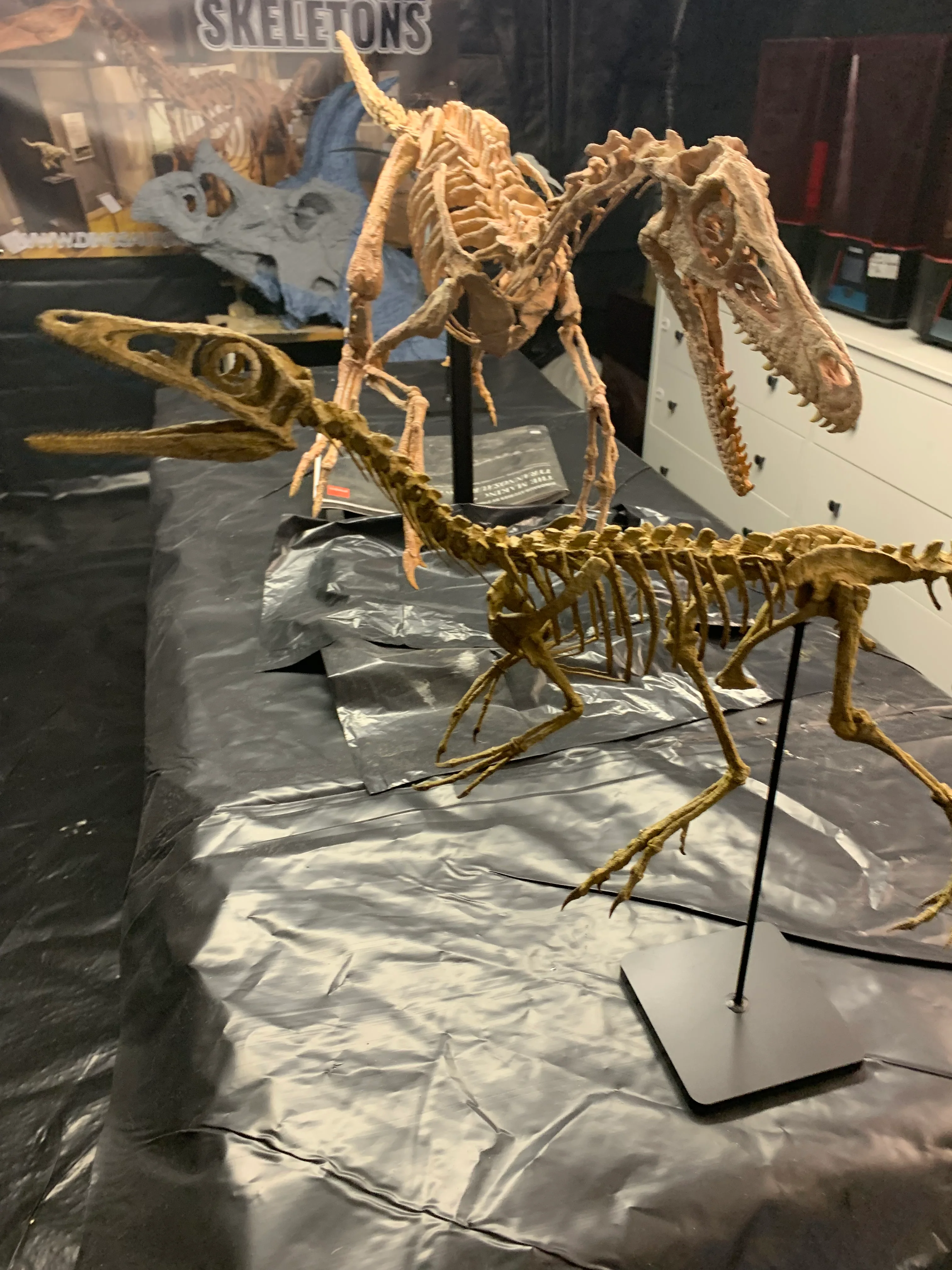 Compsognathus - Image 30