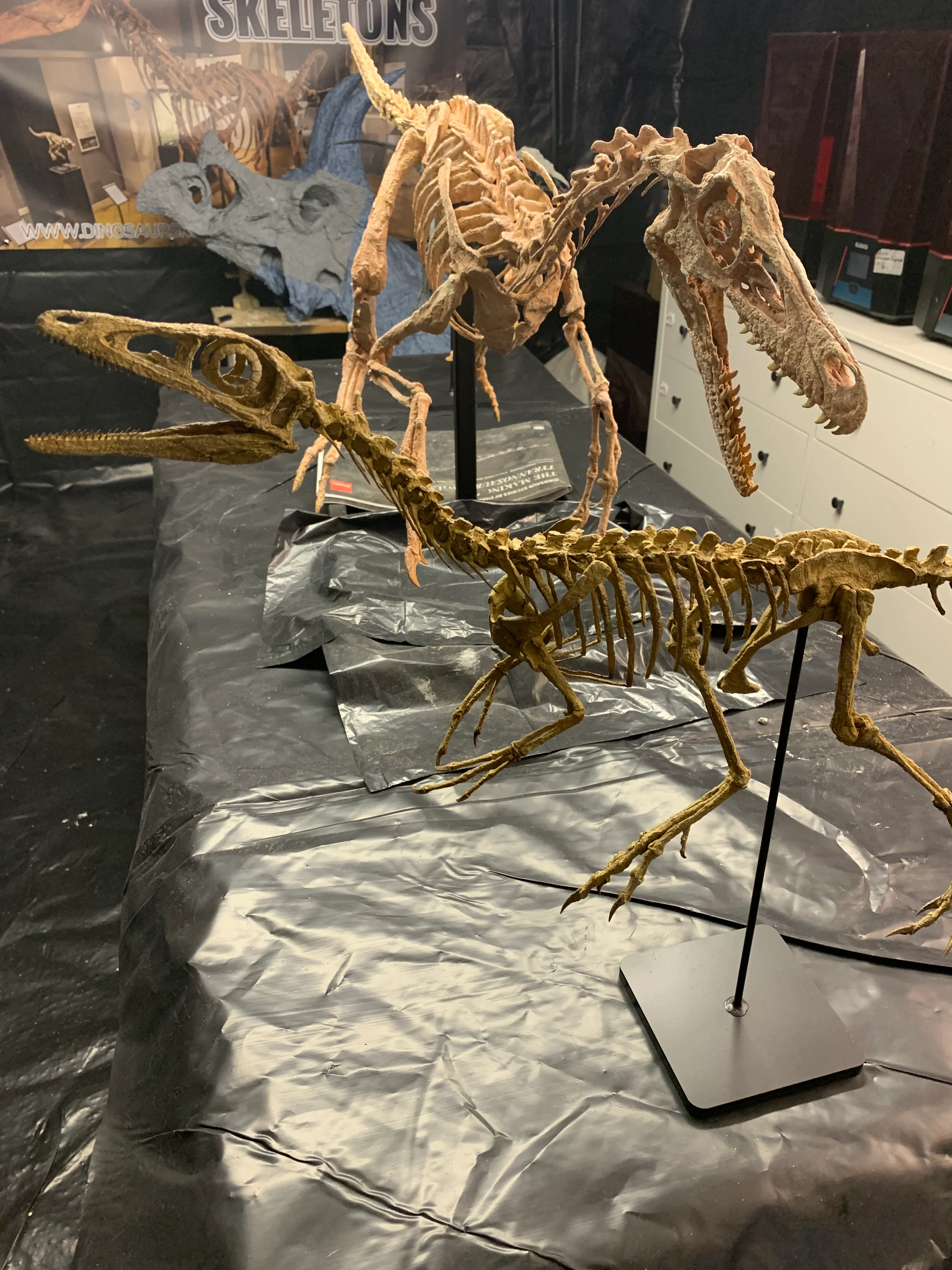 Compsognathus - Image 31