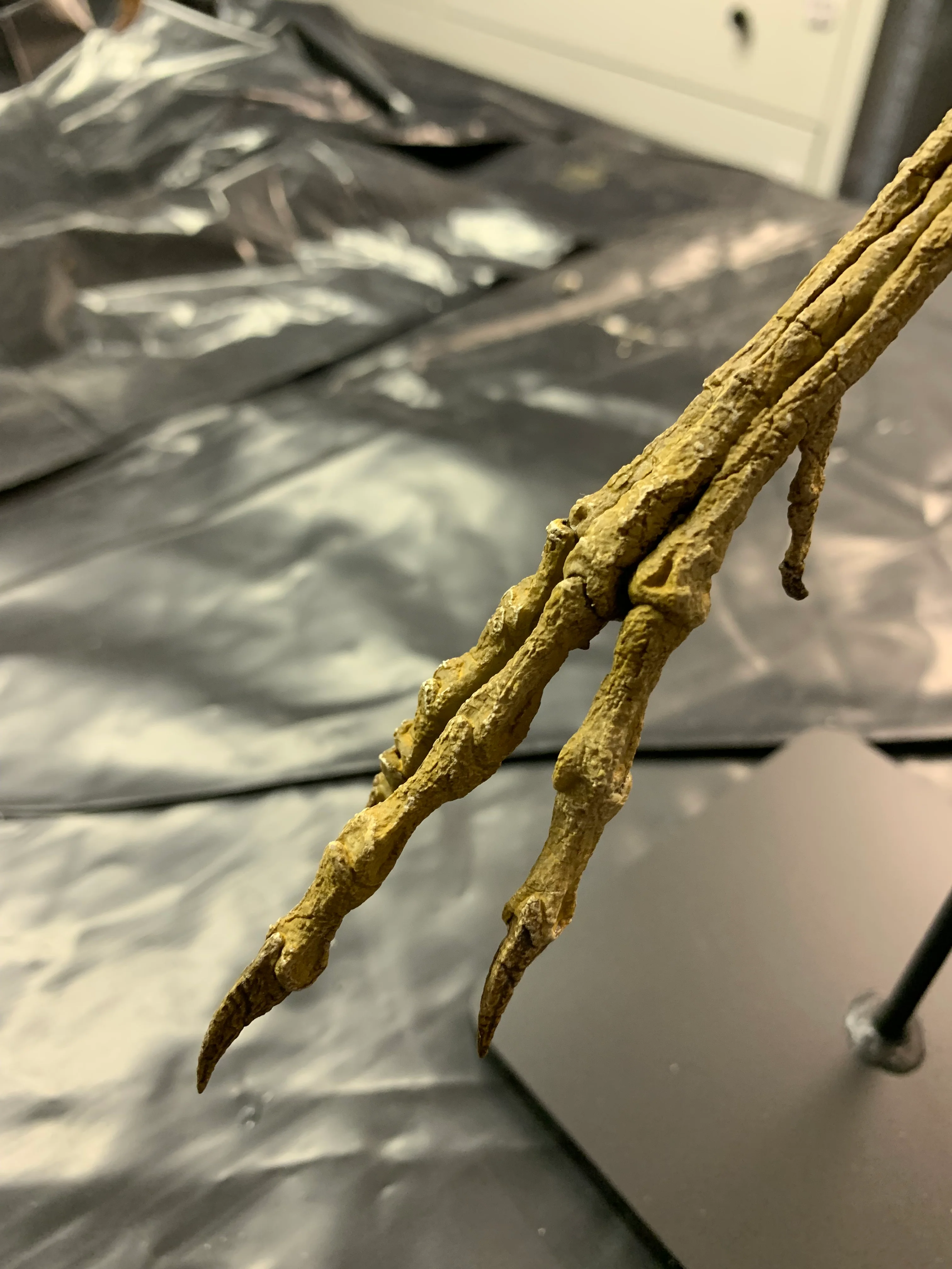 Compsognathus - Image 32