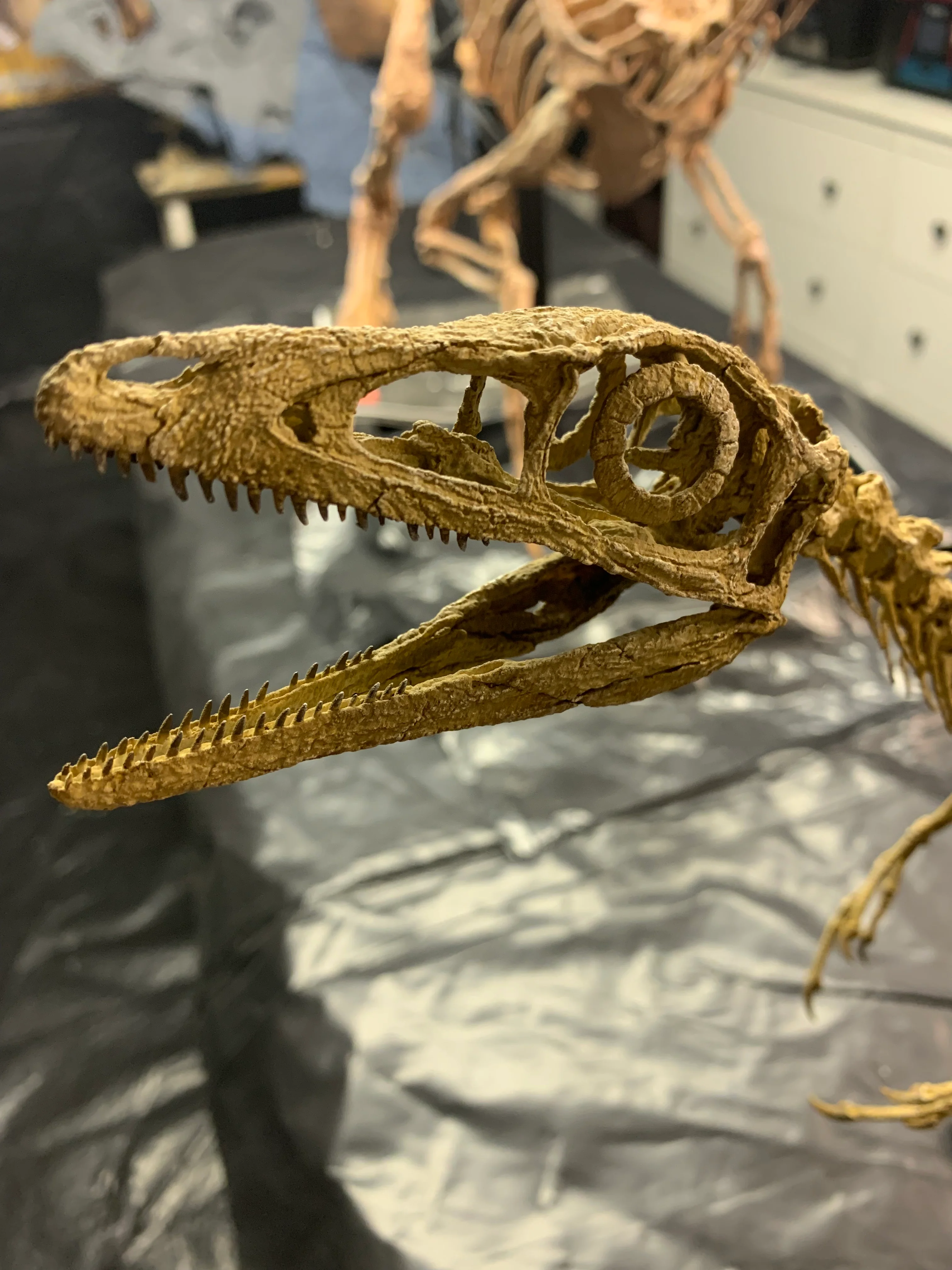 Compsognathus - Image 33