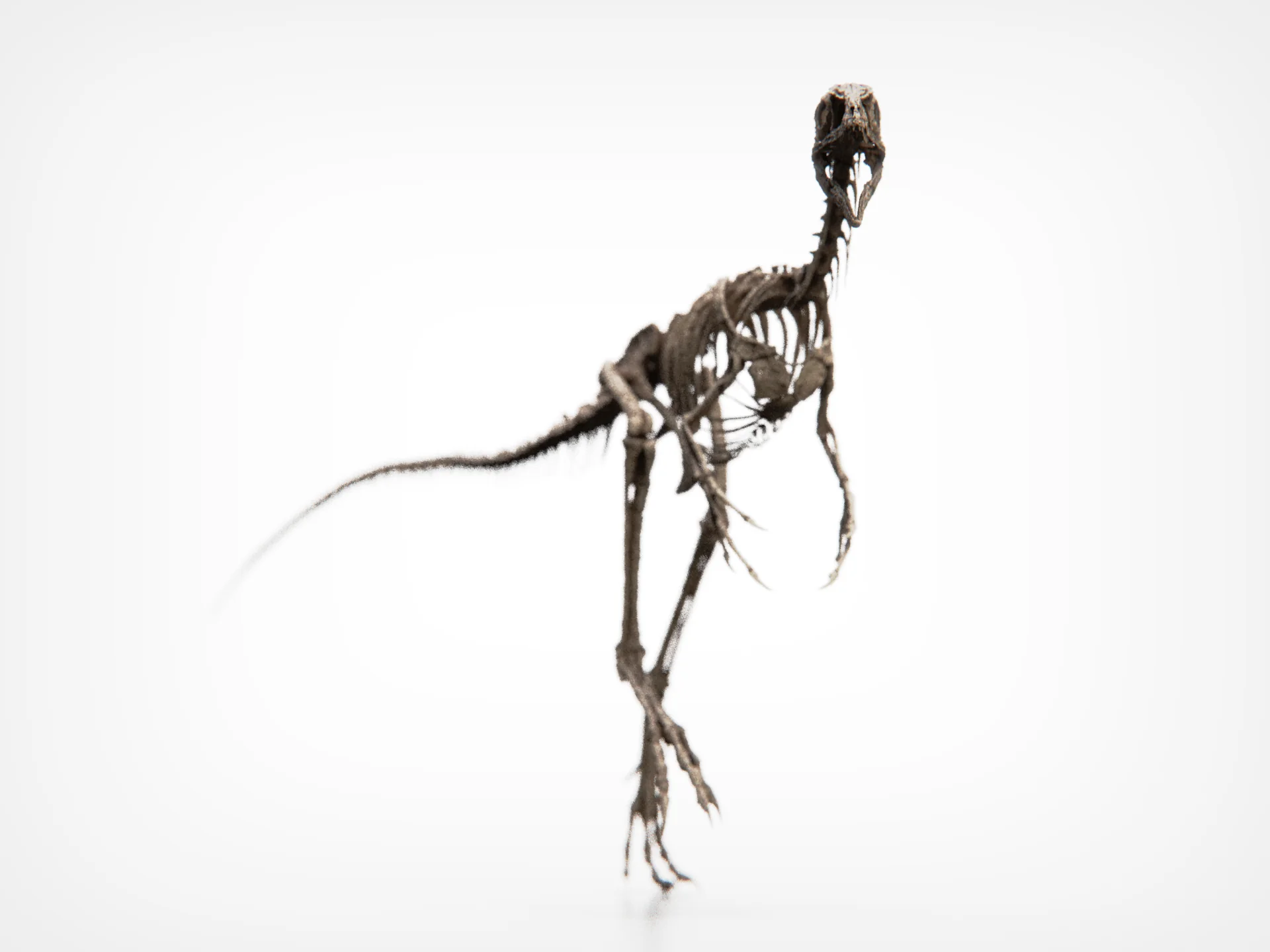Compsognathus Skull - Image 10