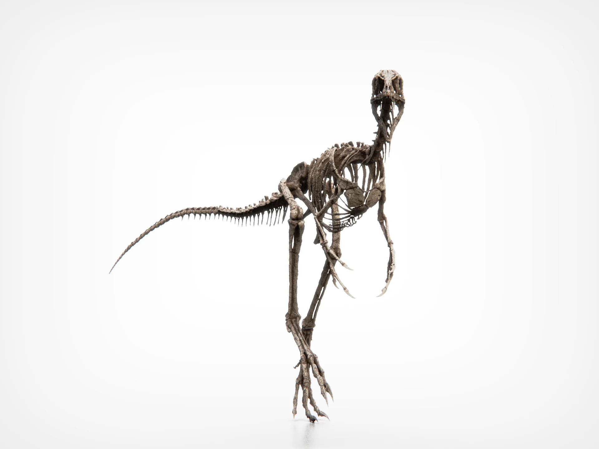 Compsognathus Skull - Image 11
