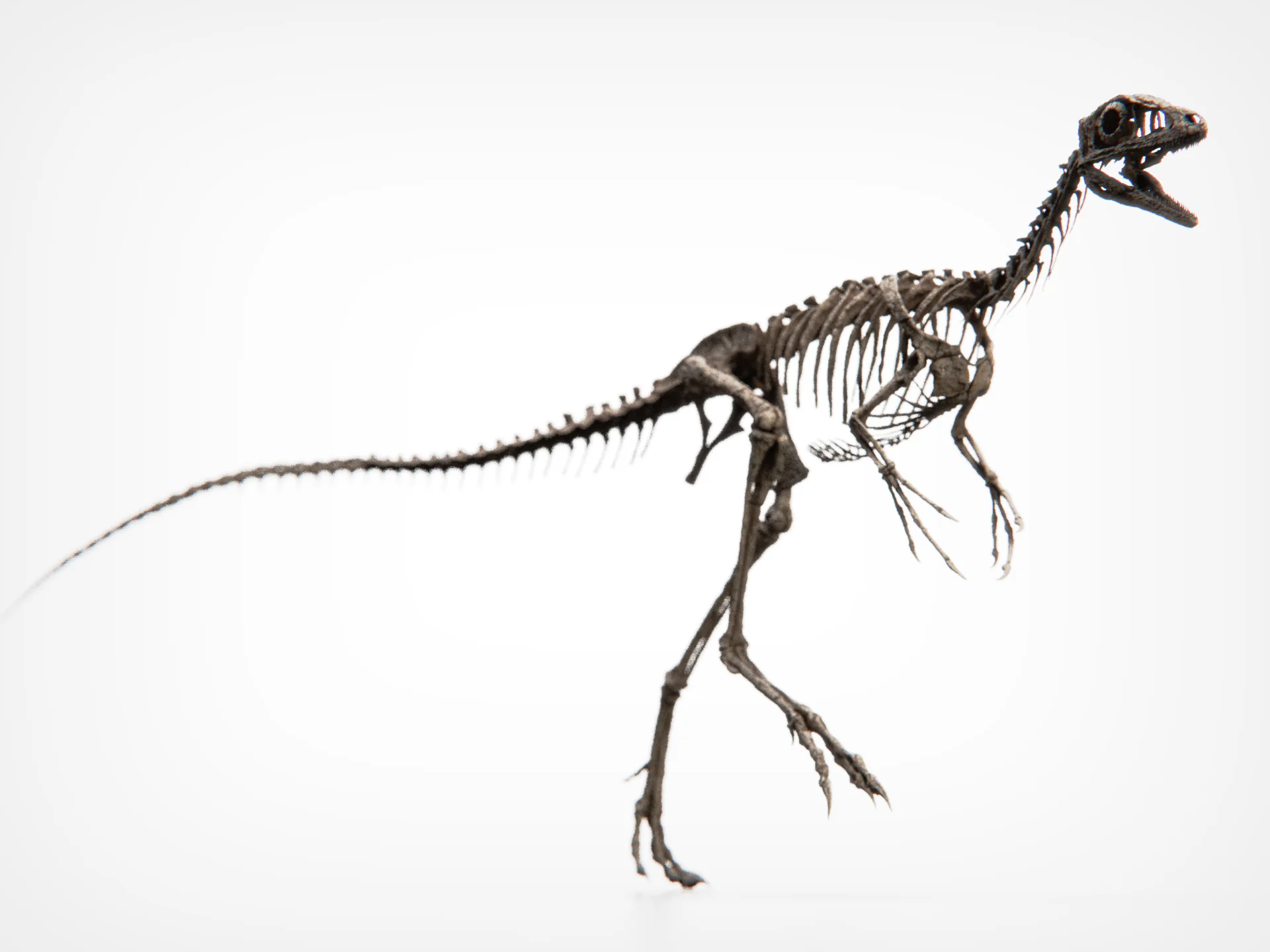 Compsognathus Skull - Image 12