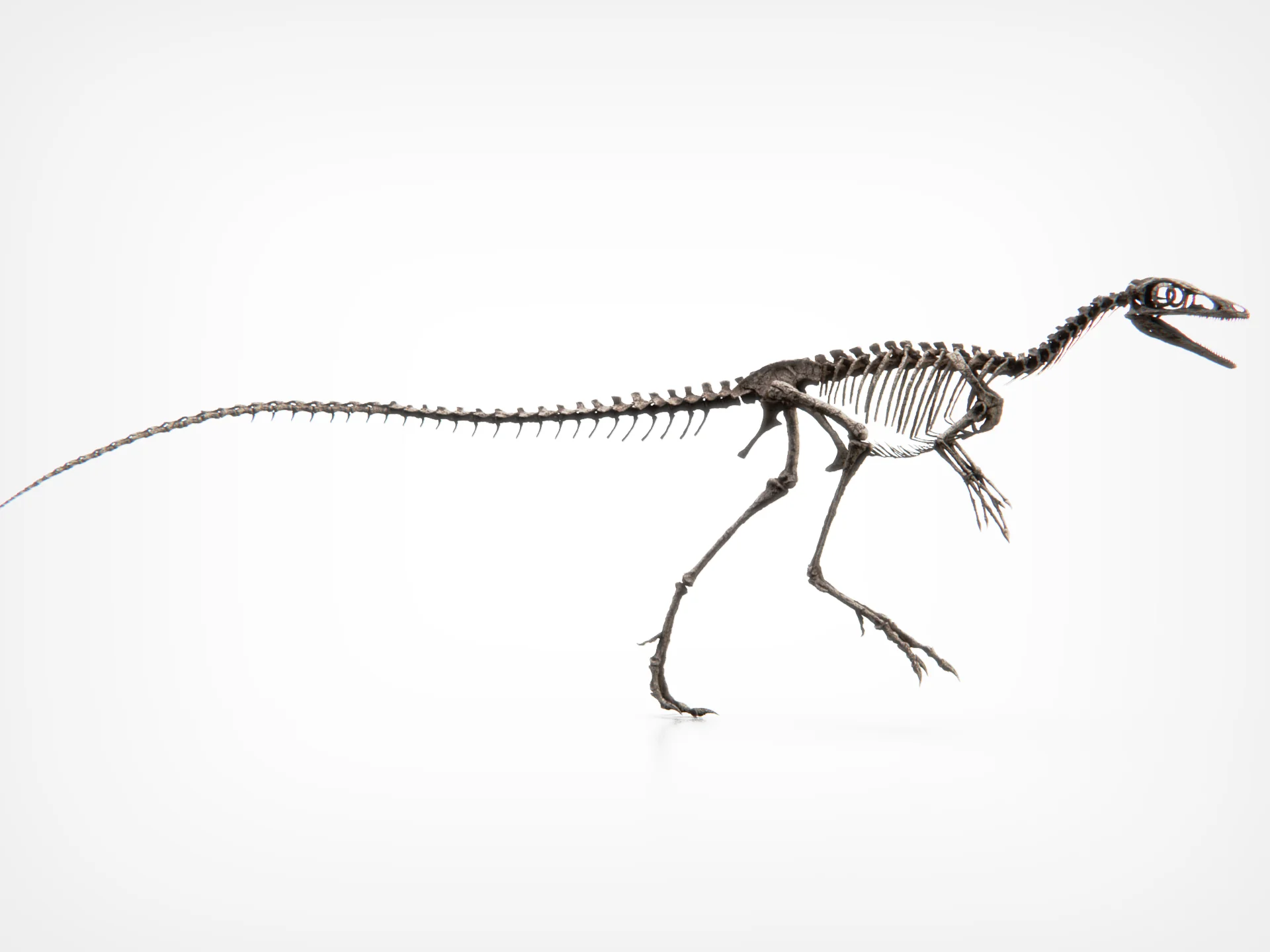 Compsognathus Skull - Image 13