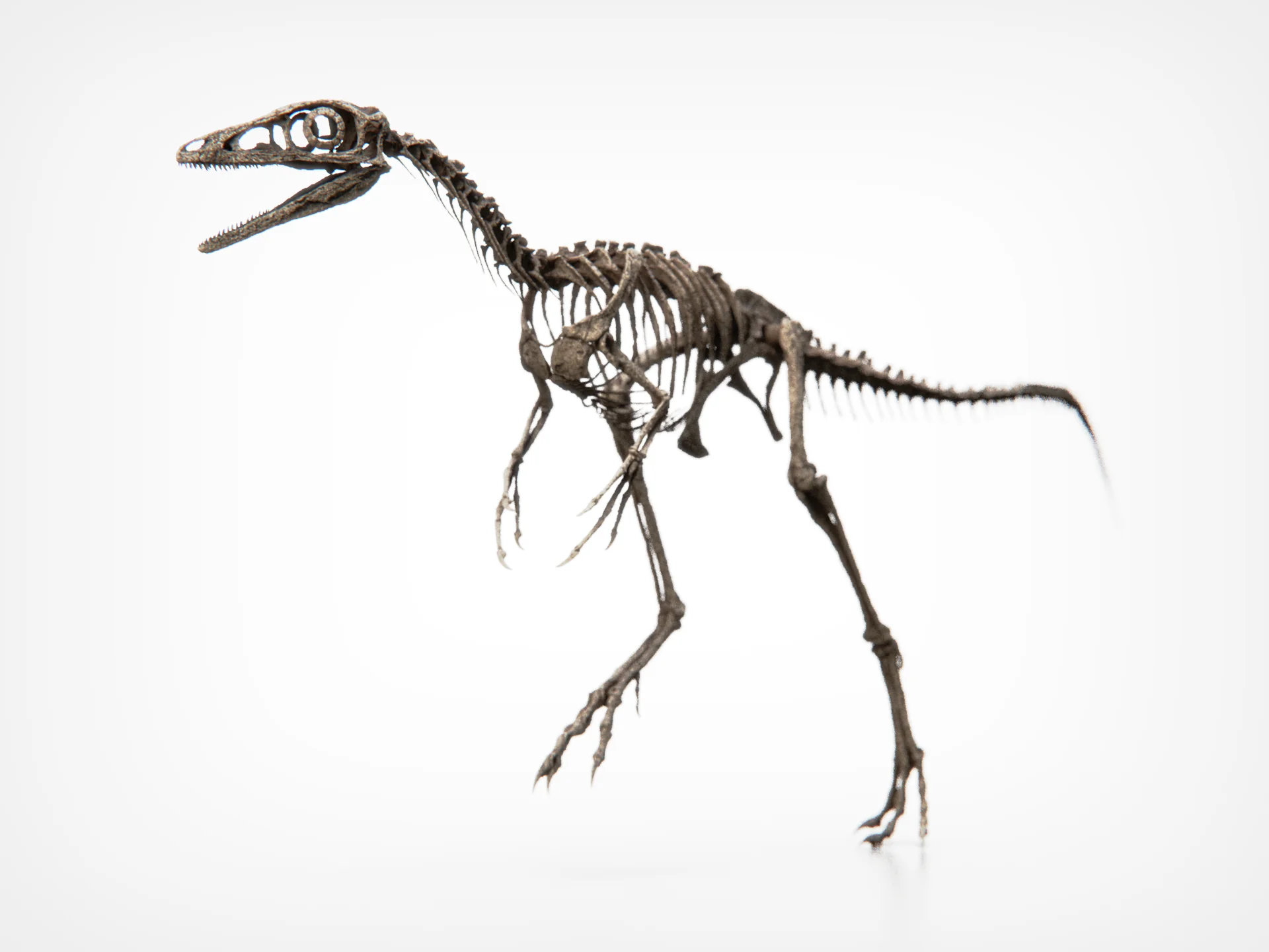 Compsognathus Skull - Image 14