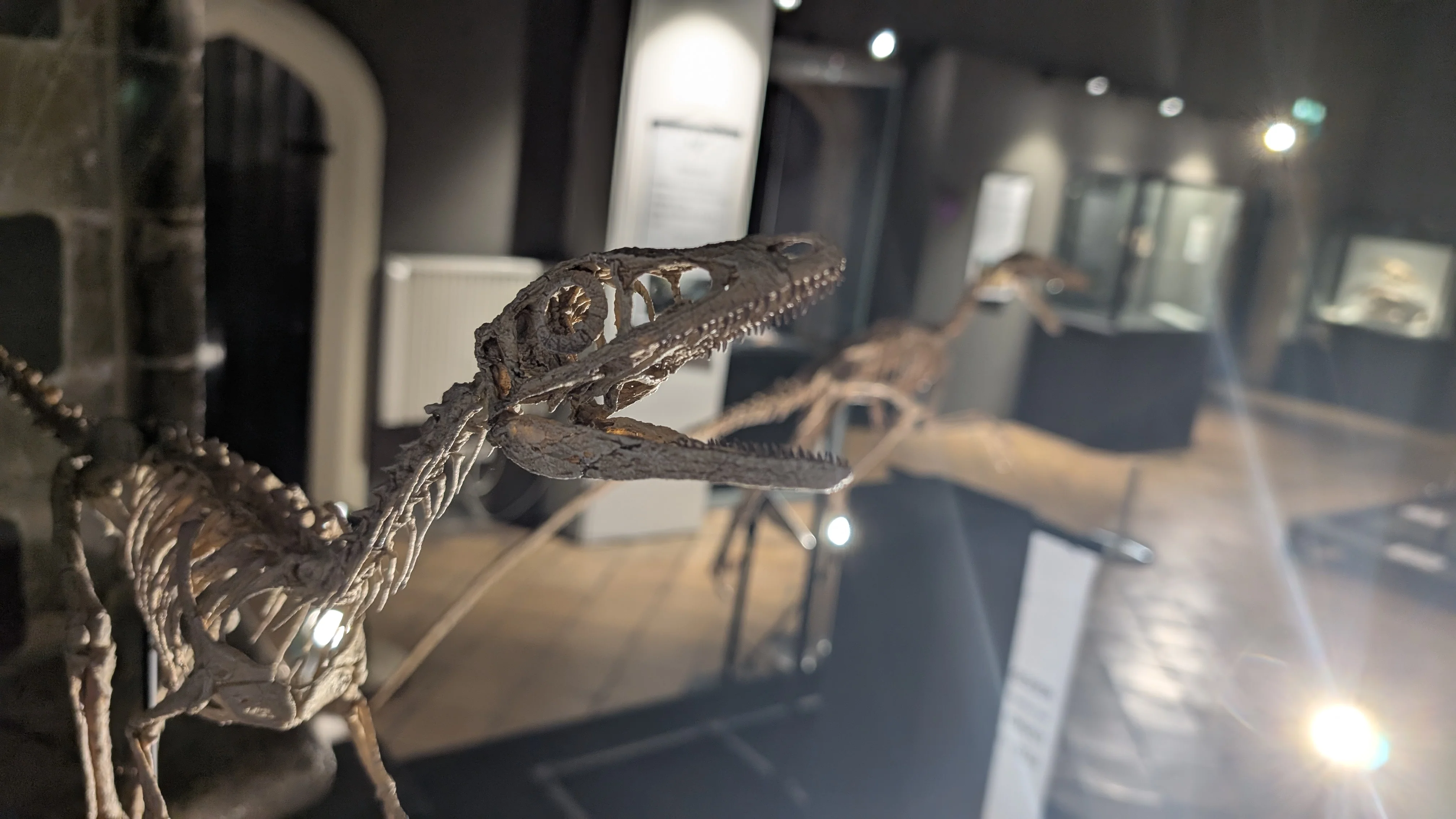 Compsognathus Skull - Image 15