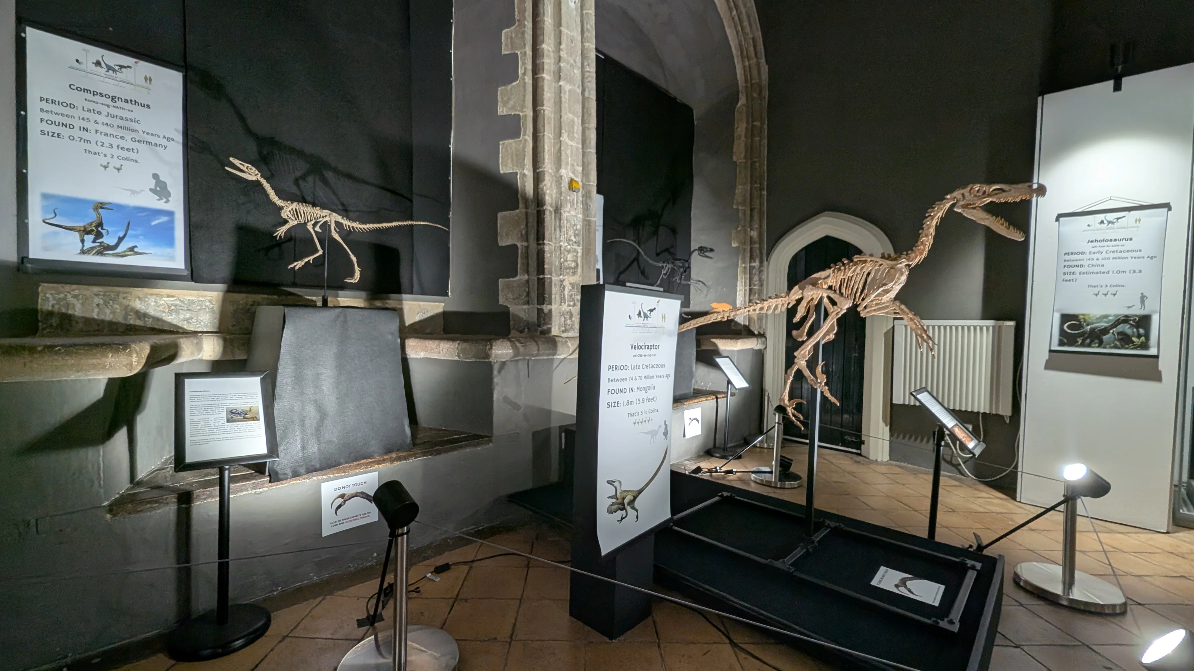 Compsognathus Skull - Image 16