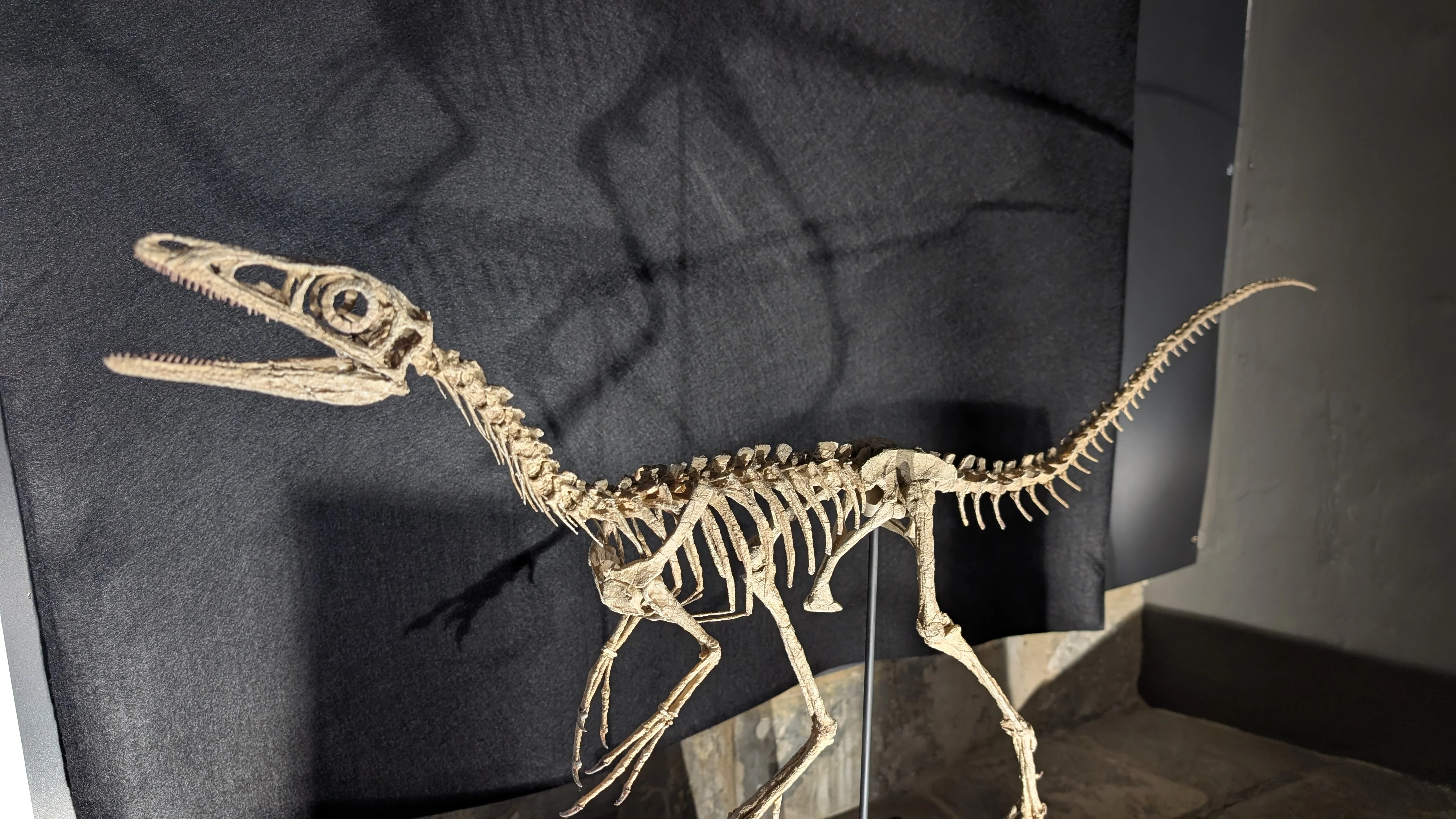 Compsognathus Skull - Image 17