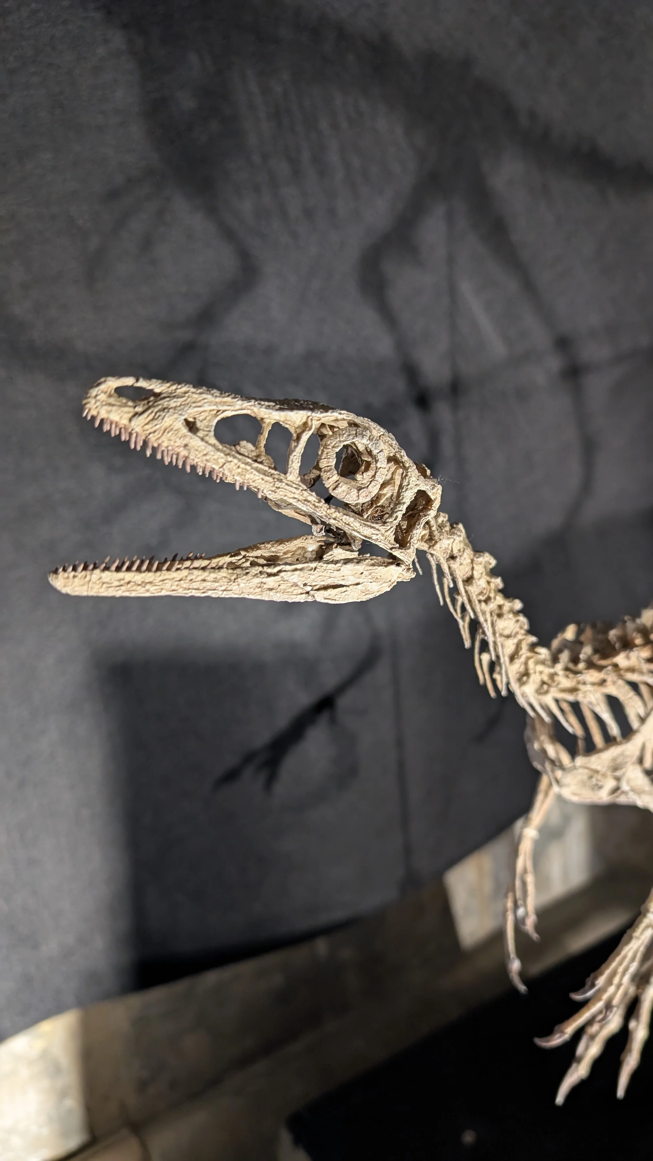 Compsognathus Skull - Image 18