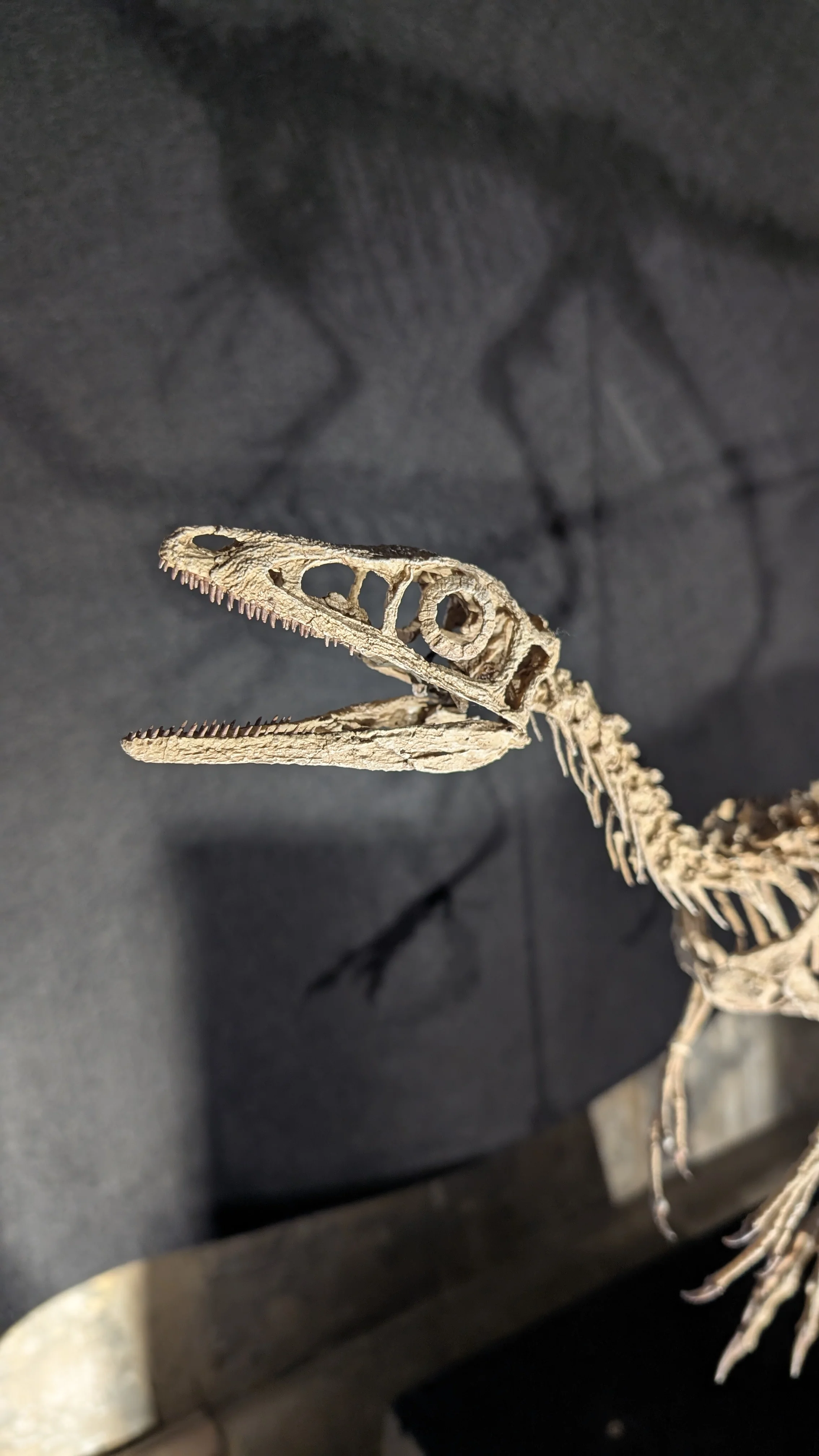 Compsognathus Skull - Image 19
