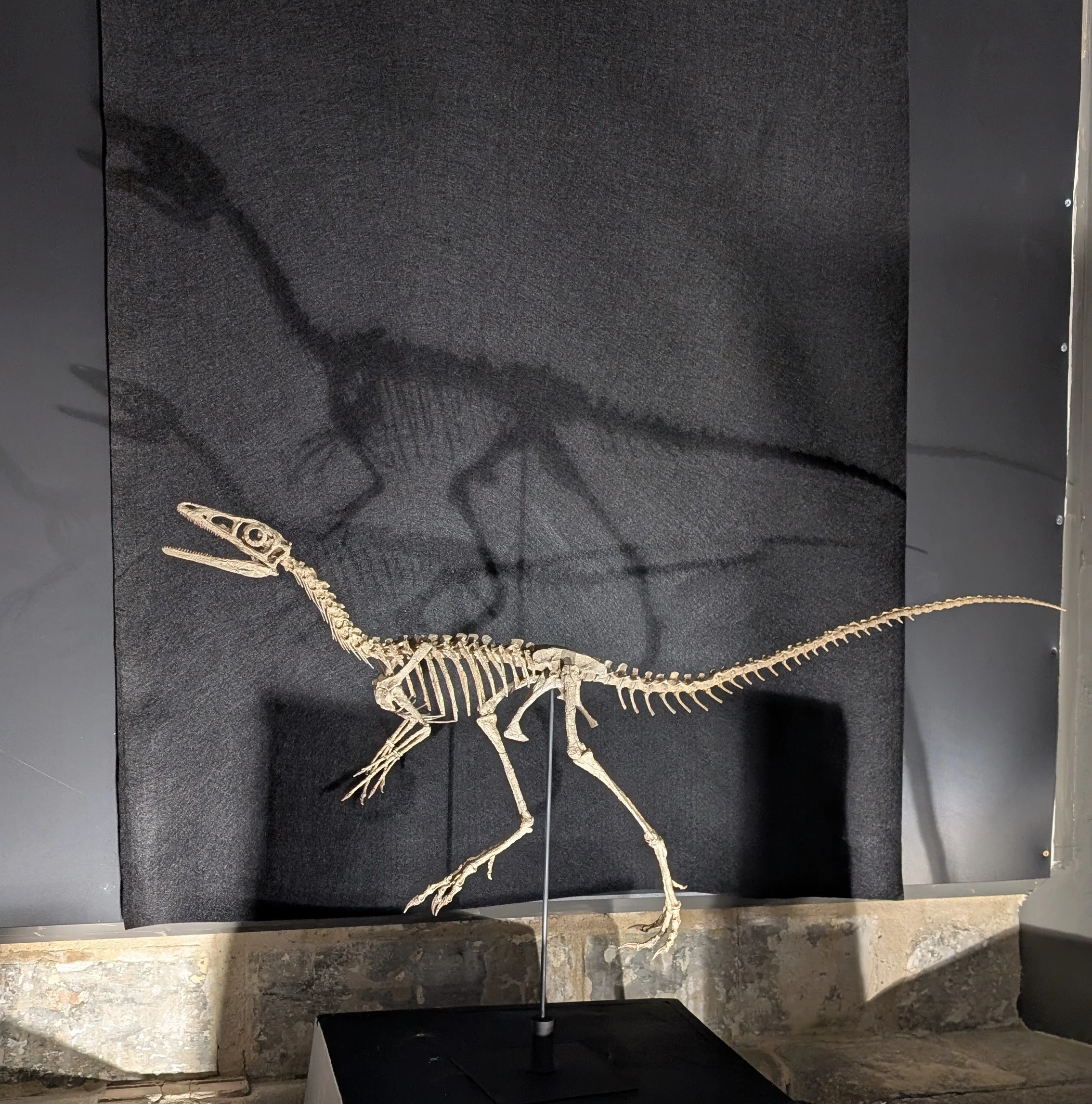 Compsognathus Skull - Image 20