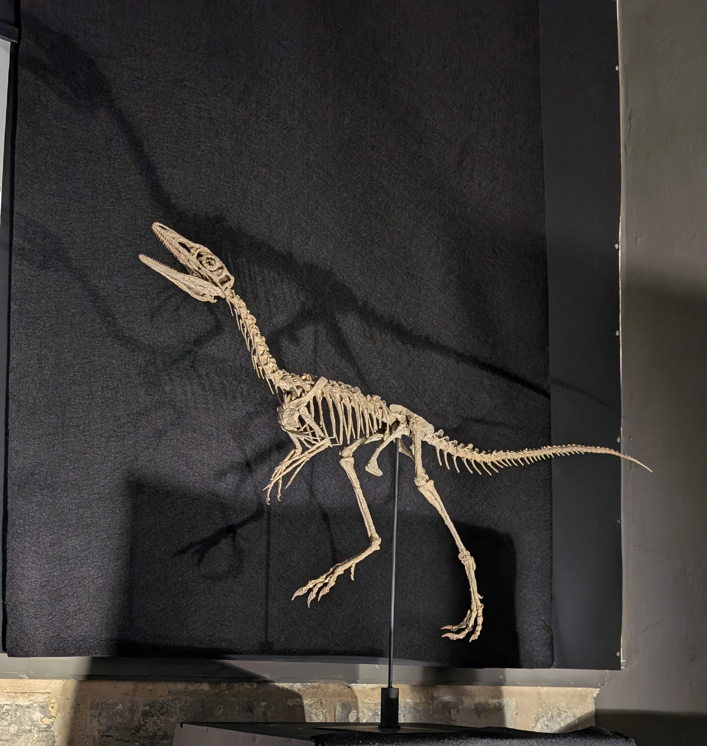 Compsognathus Skull - Image 21