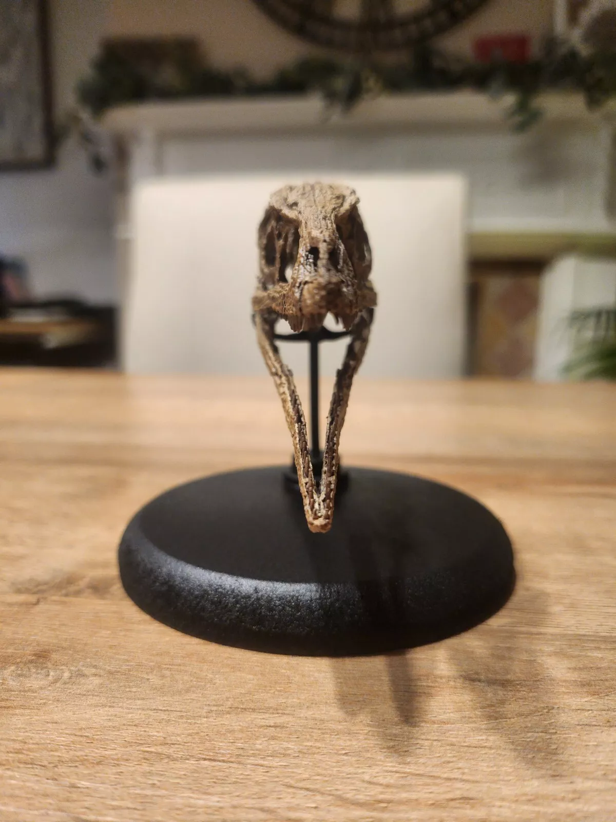 Compsognathus Skull - Image 23