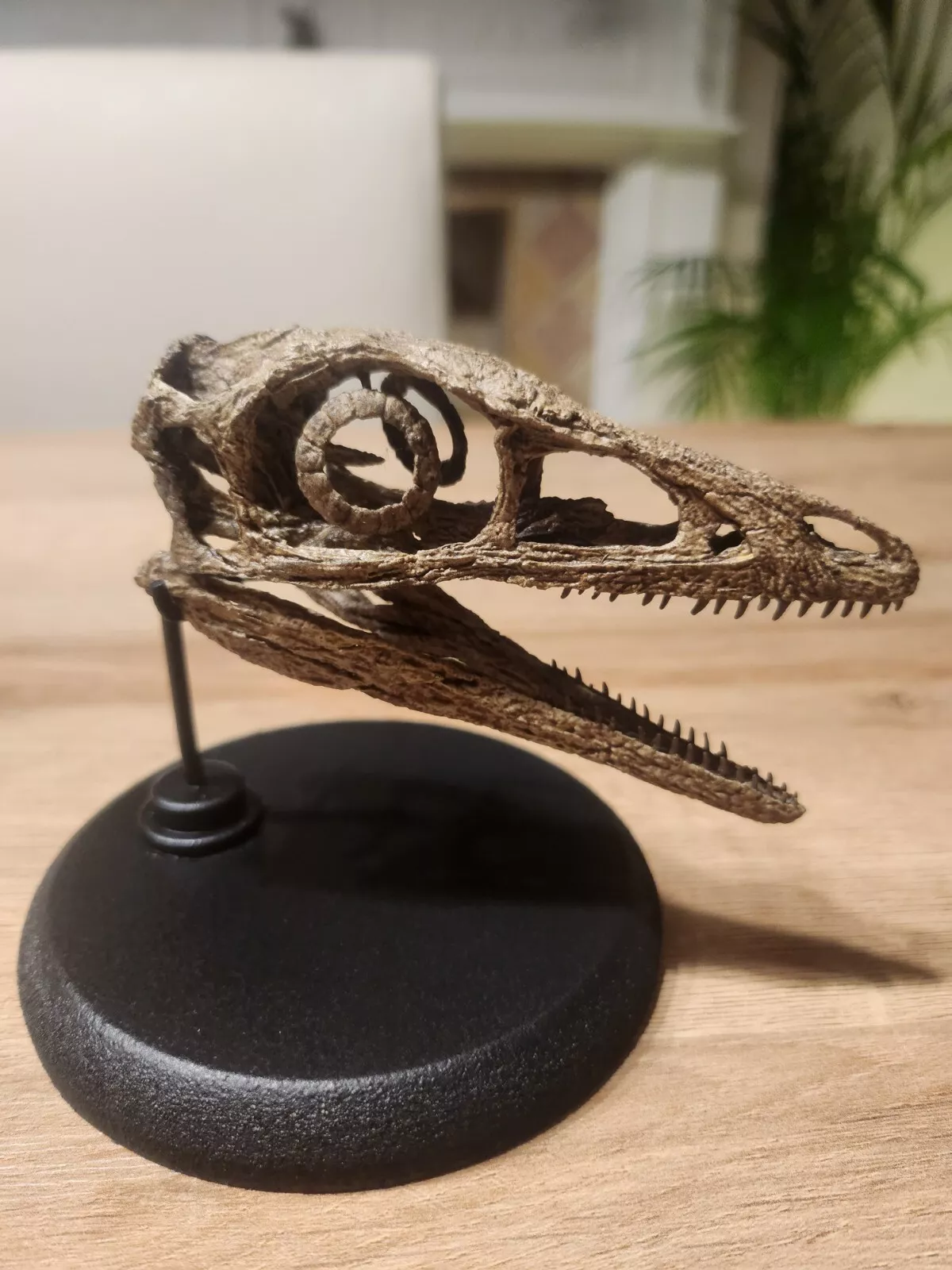 Compsognathus Skull - Image 25