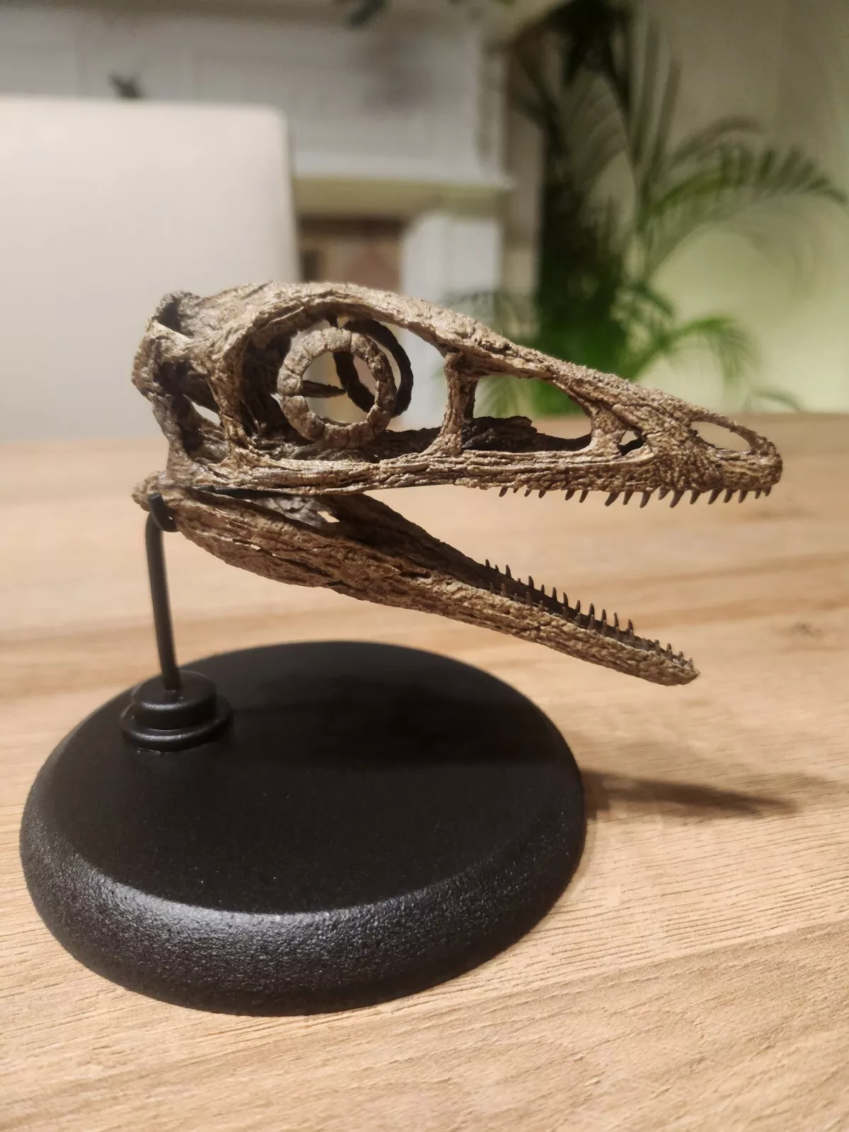 Compsognathus Skull - Image 26