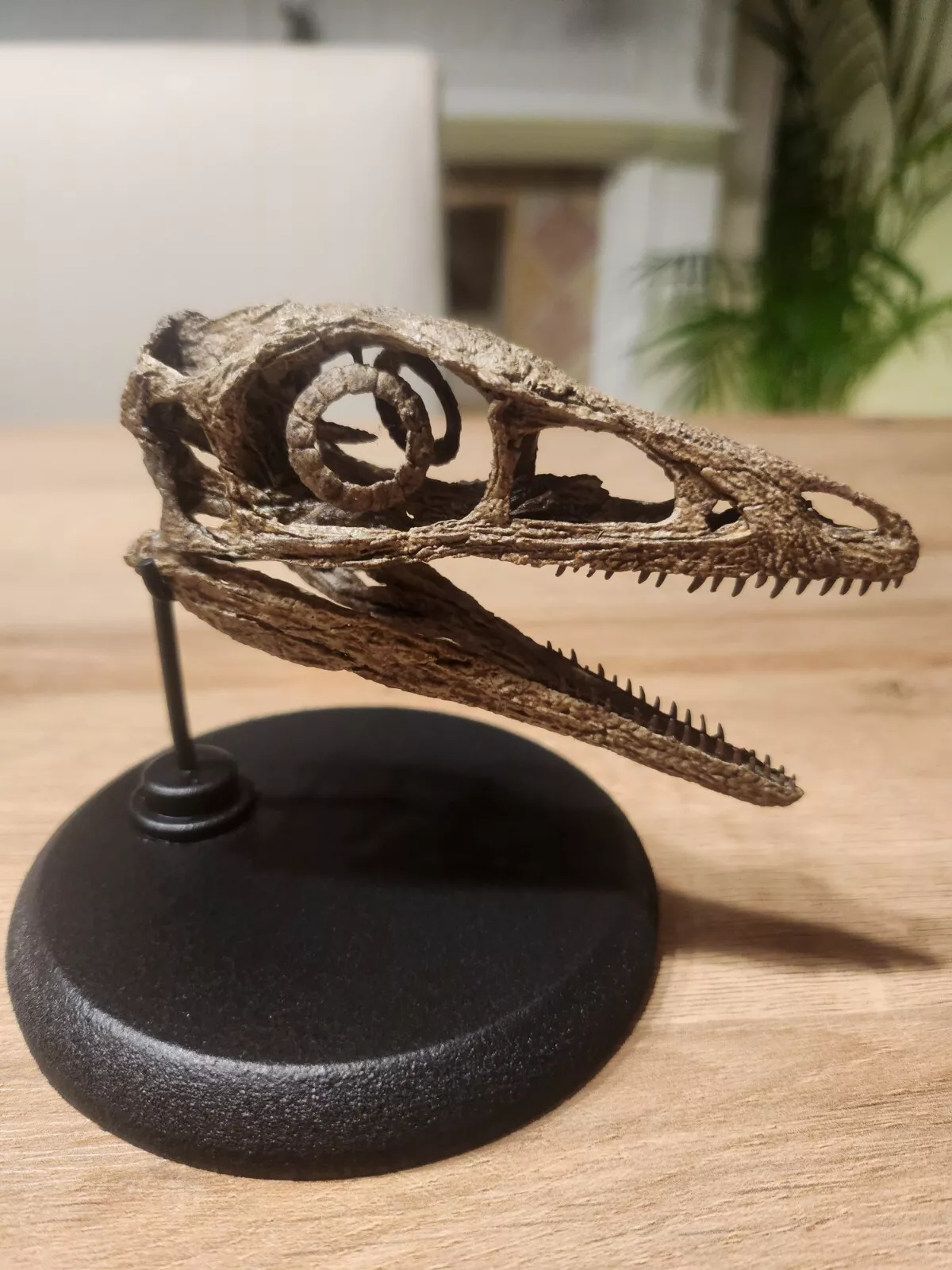 Compsognathus Skull - Image 31