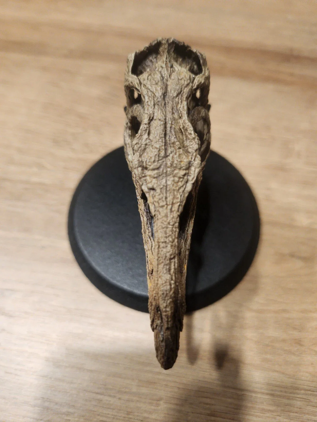 Compsognathus Skull - Image 4
